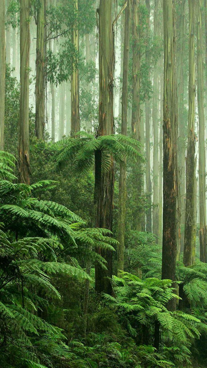 720x1280 Old Growth Forest, Vegetation, Spruce Fir Forest, Tropical