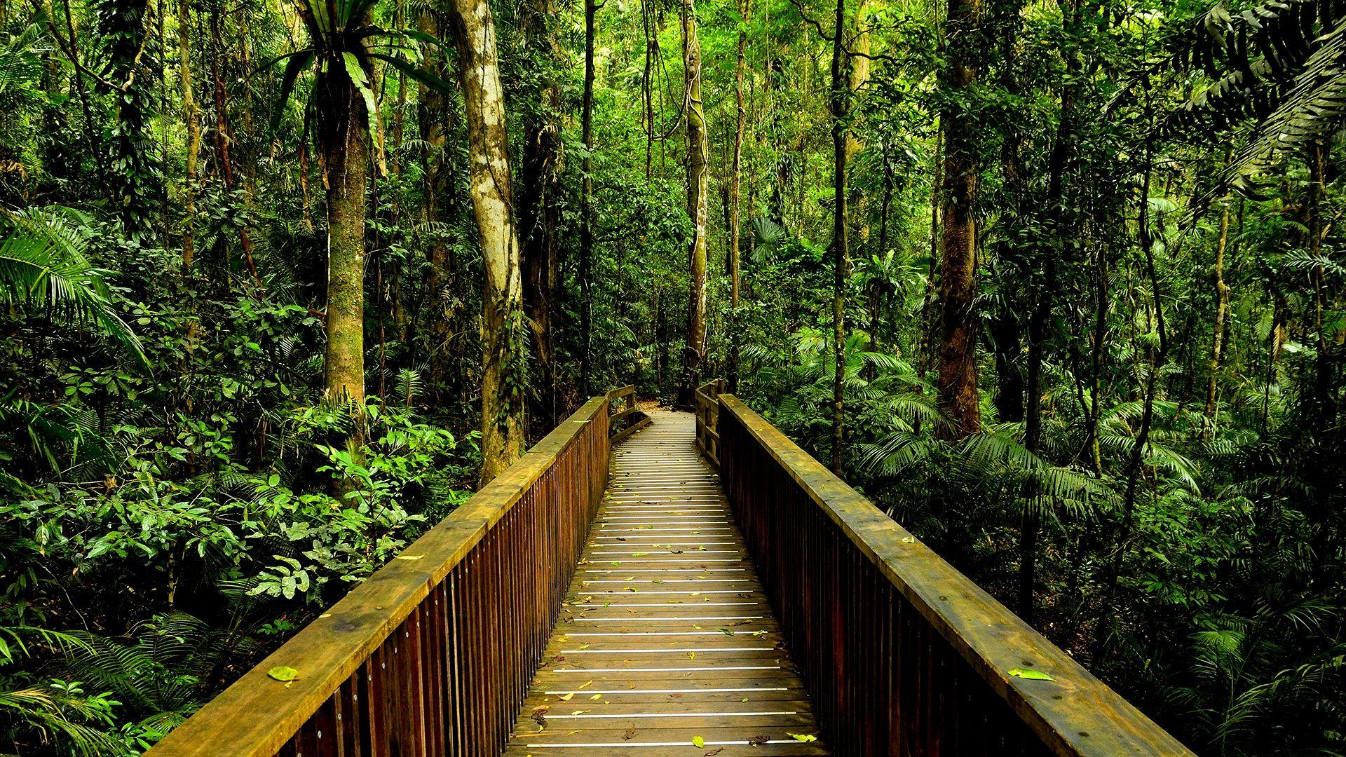 1920x1080 Daintree Rainforest Wallpaper and Background Image