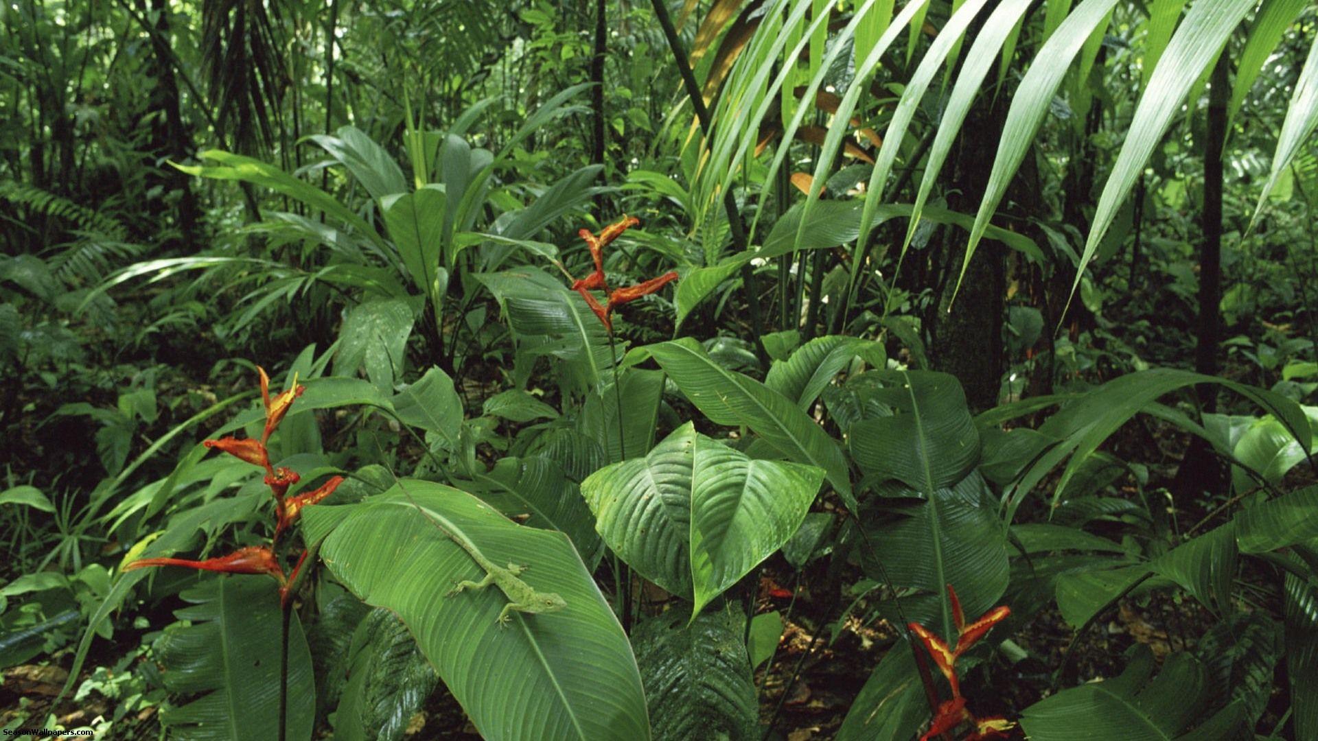 1920x1080 Tropical Forest And Lizard Fused With A Large Green Leaf Image