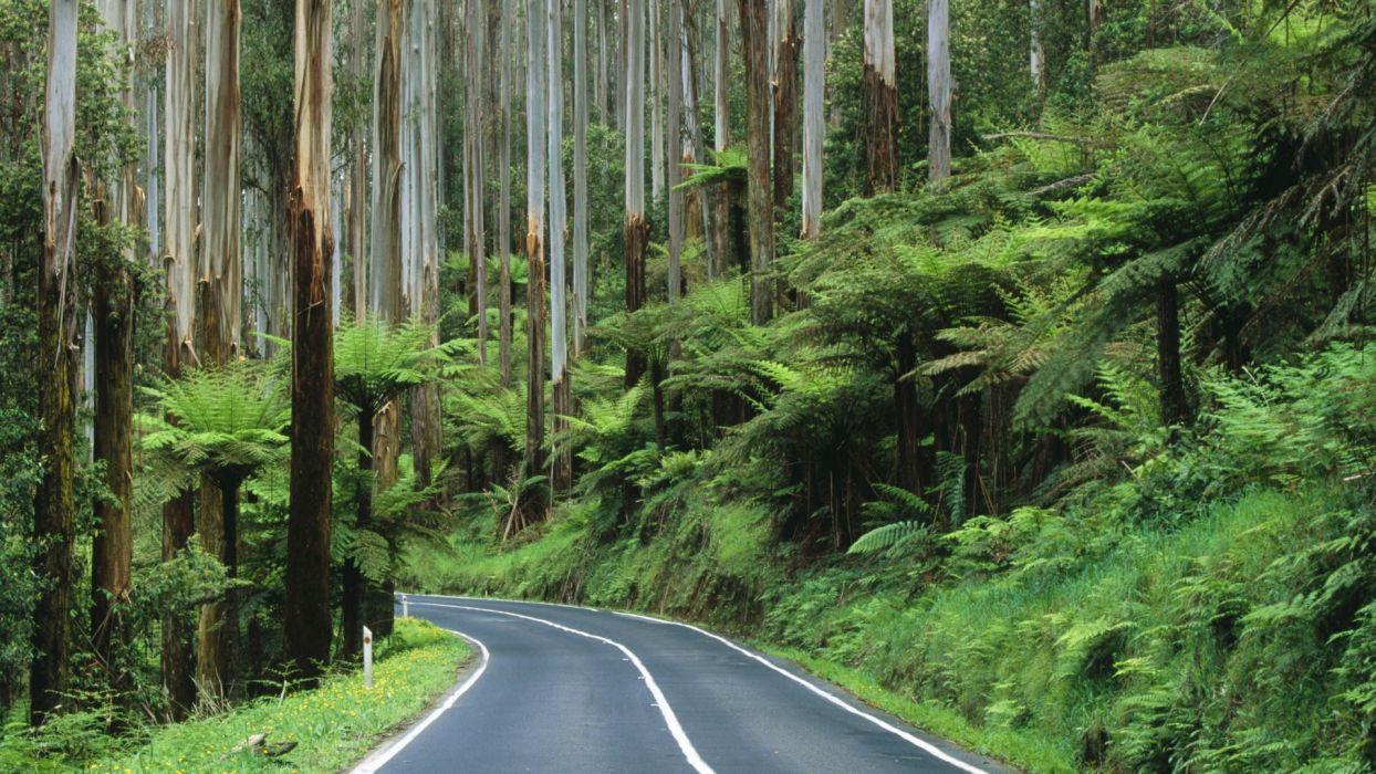 1244x700 Rain Forest Road Wallpaper