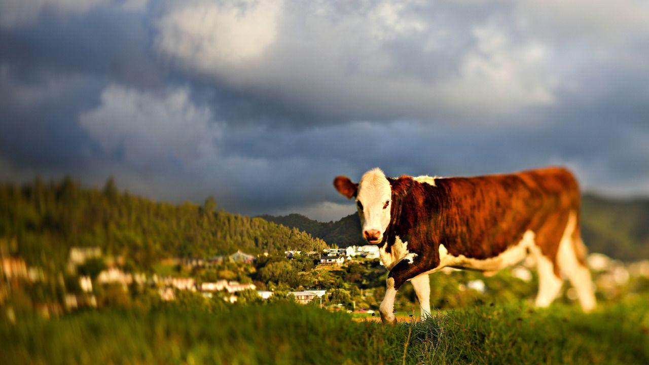 1280x720 Whey Protein. Society Wellness Blog. Cow wallpaper, Cow