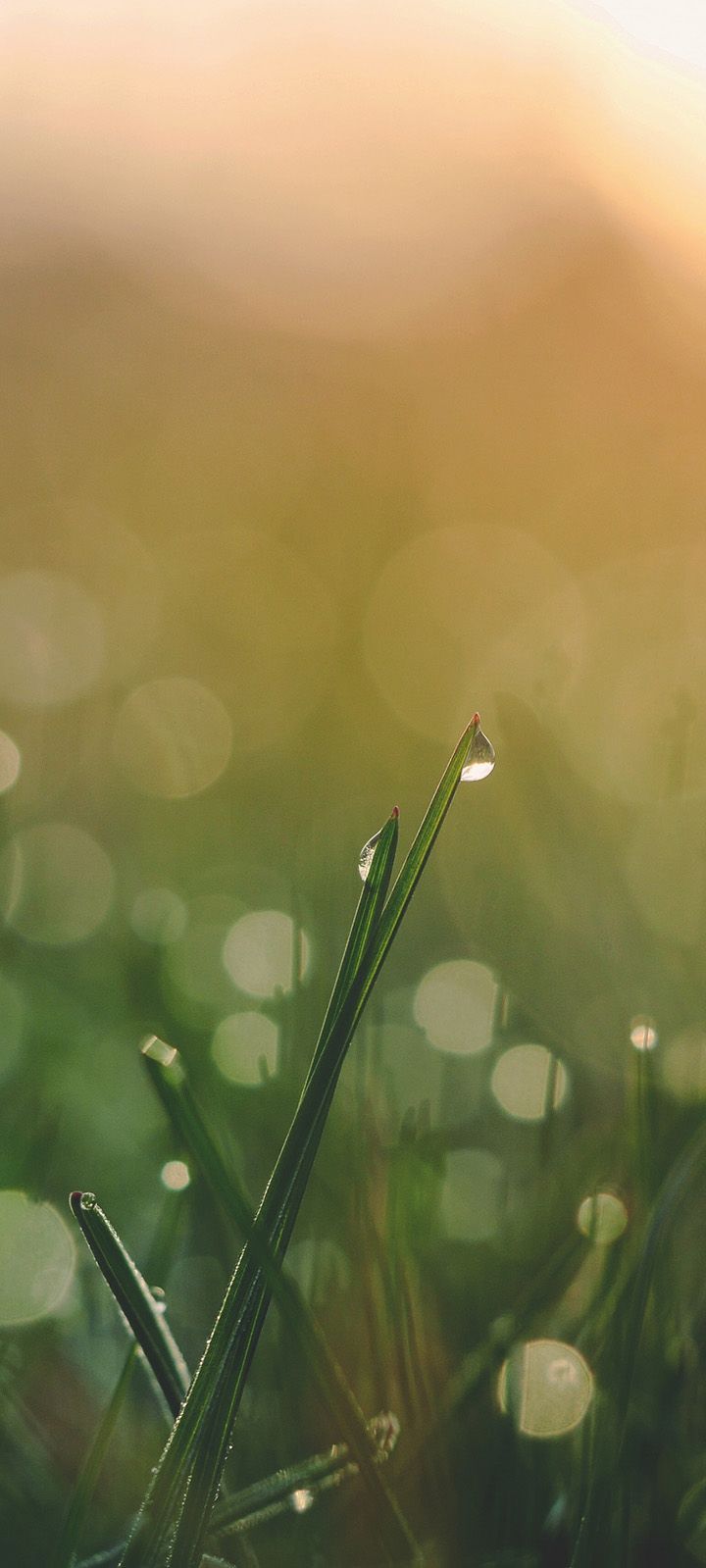 720x1599 Download HD wallpaper 720x1600 pixels