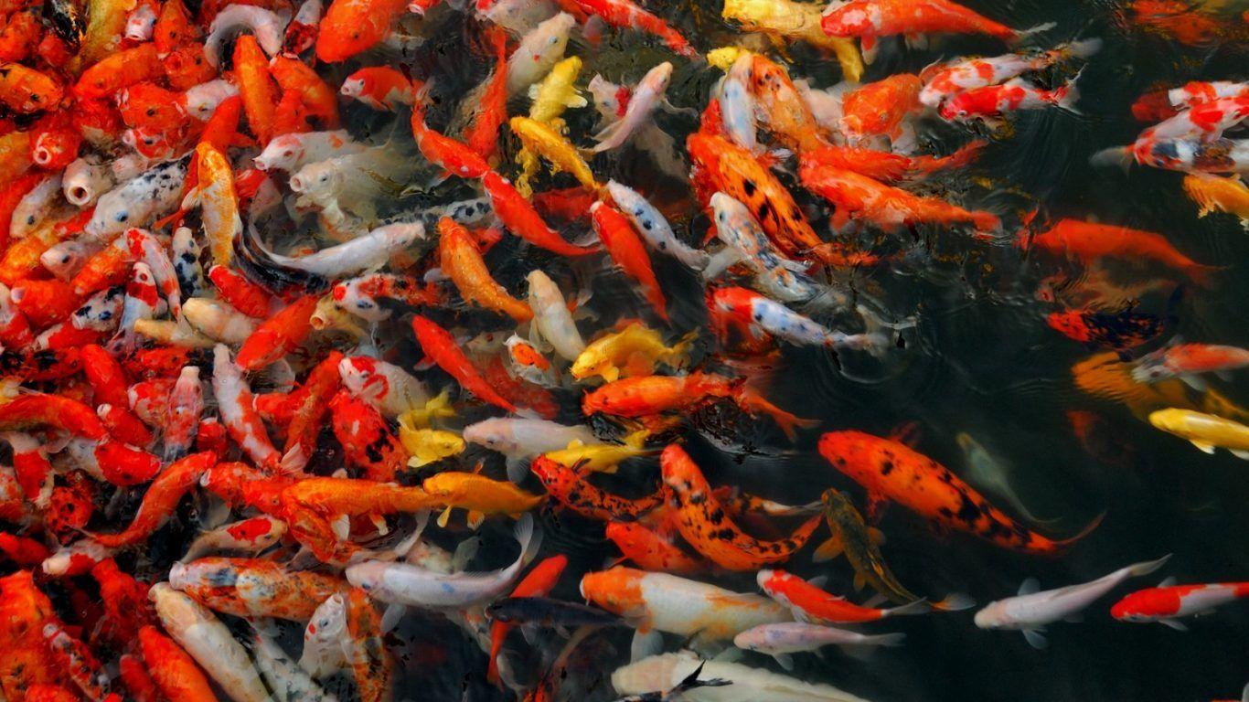 1366x768 Wallpaper Tagged With Koi: Koi Chinese Lovely Fruit Fish Feng