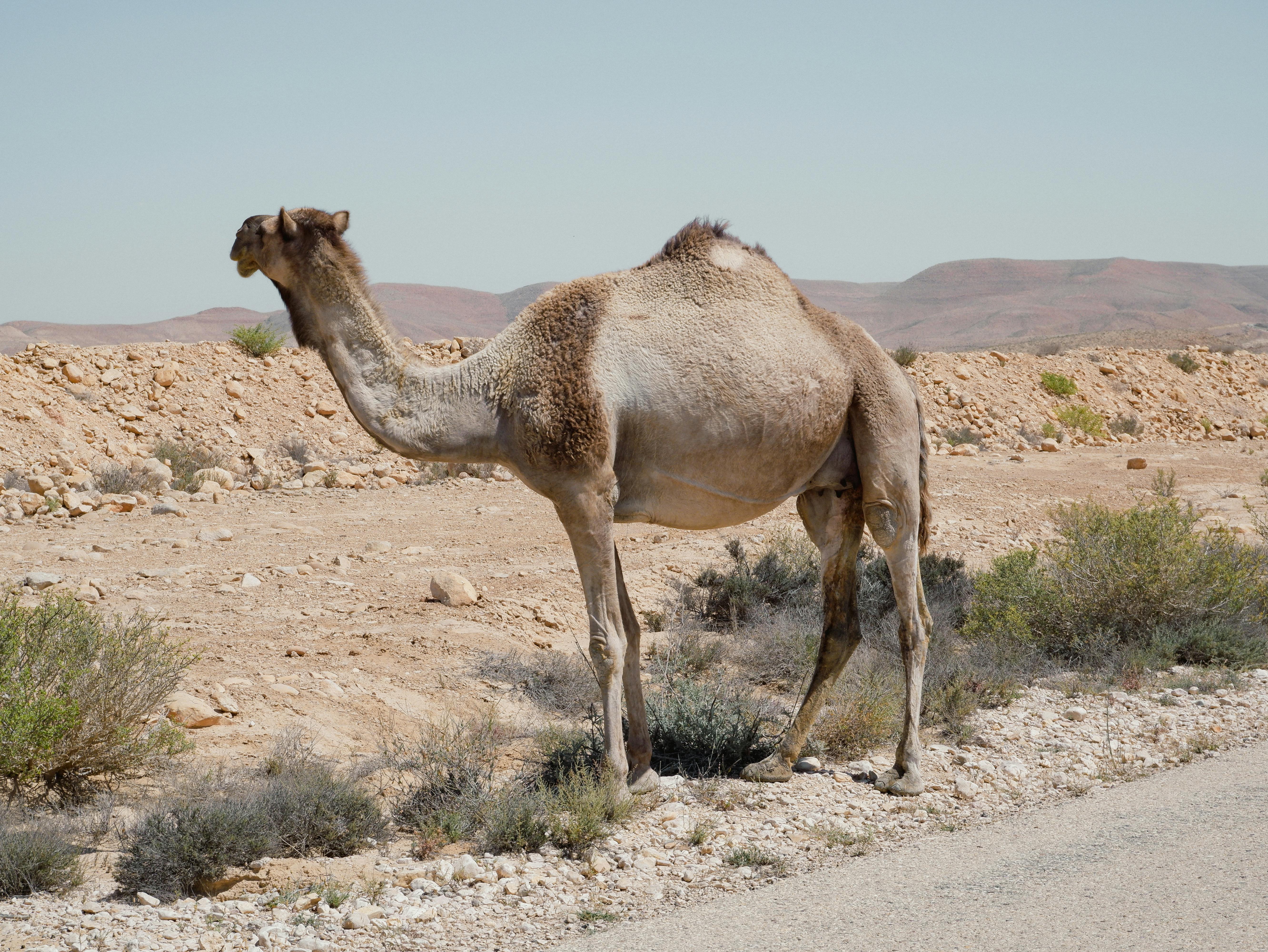 5328x4000 Thar Desert & HD Image