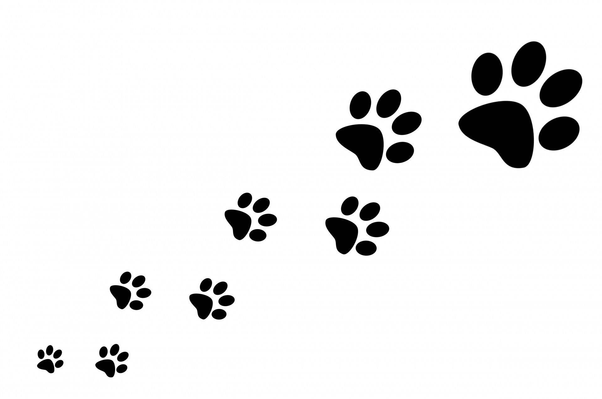 1920x1271 Paw Print Wallpaper