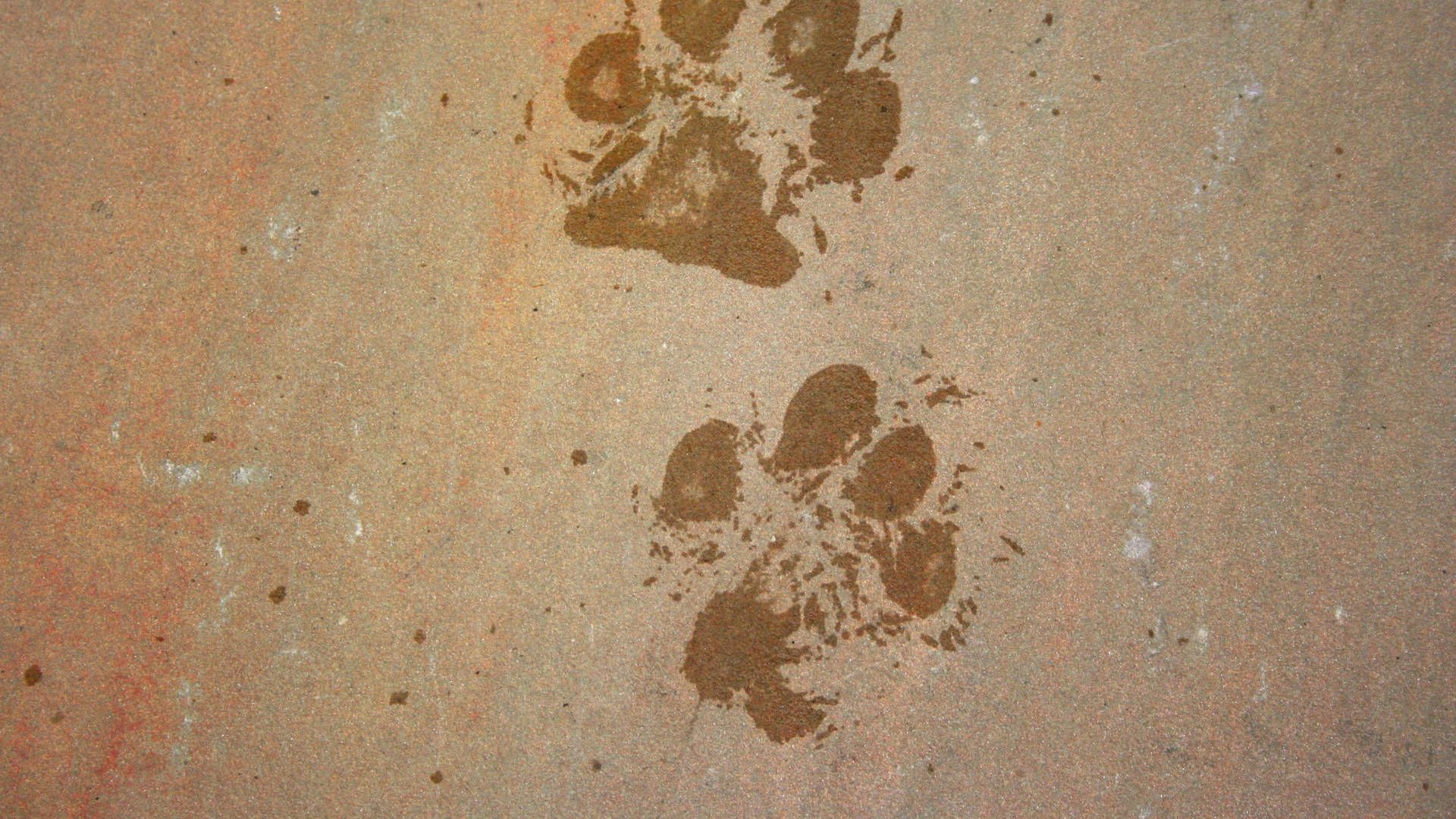 1920x1080 Aesthetic Paw Print Wallpaper