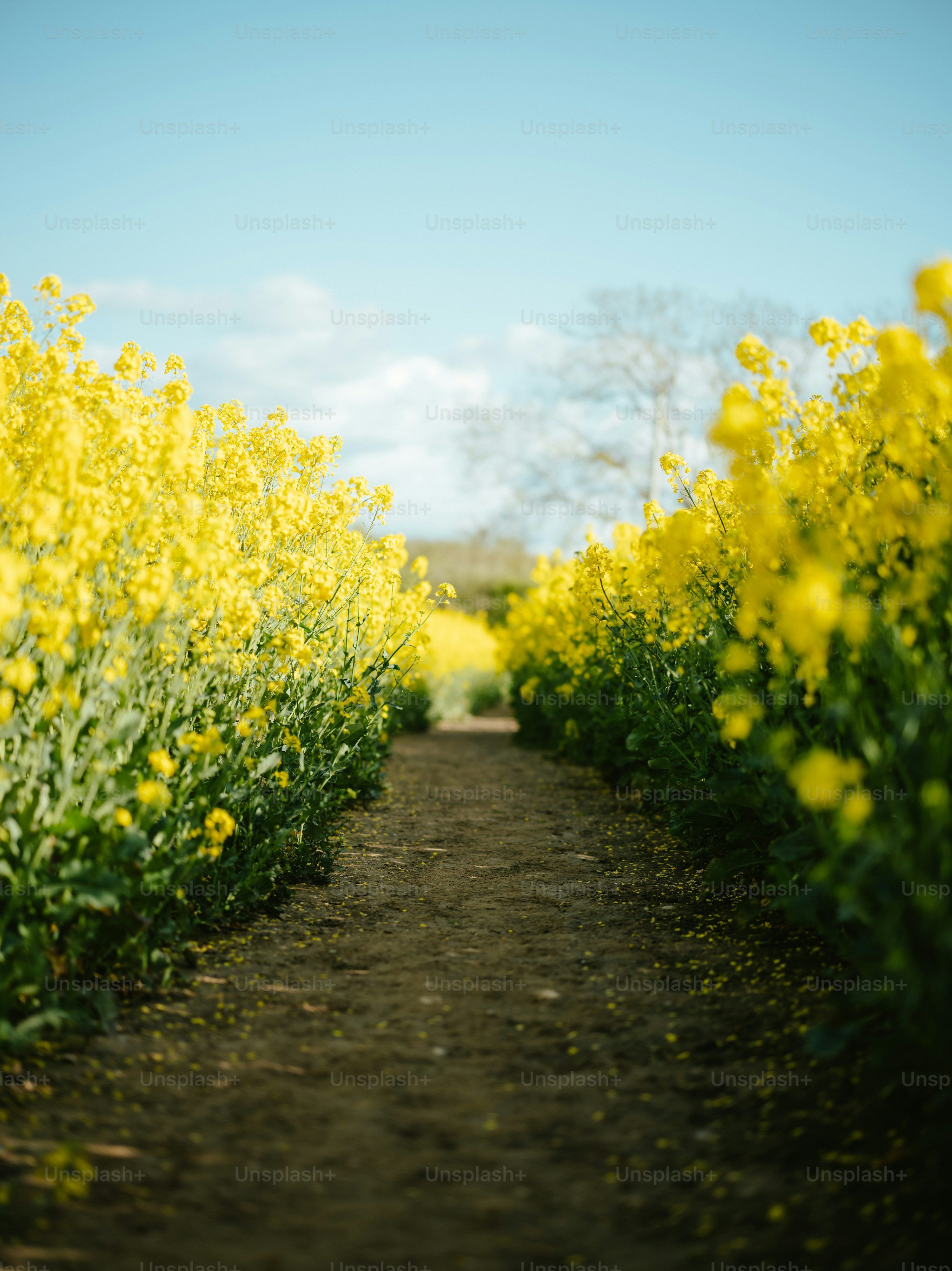 3000x4003 Flower Path Picture. Download Free