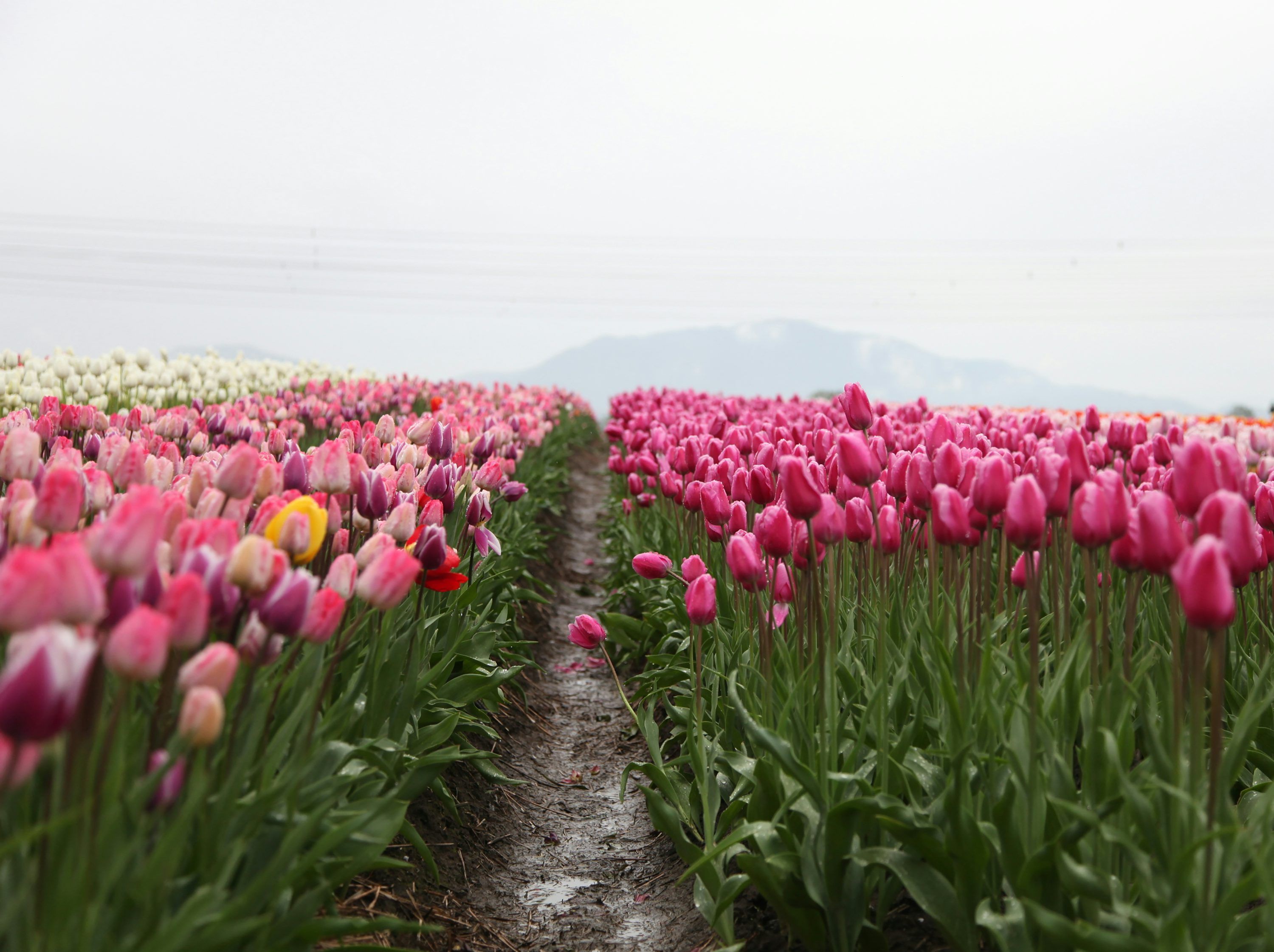 3000x2242 Flower Path Picture. Download Free