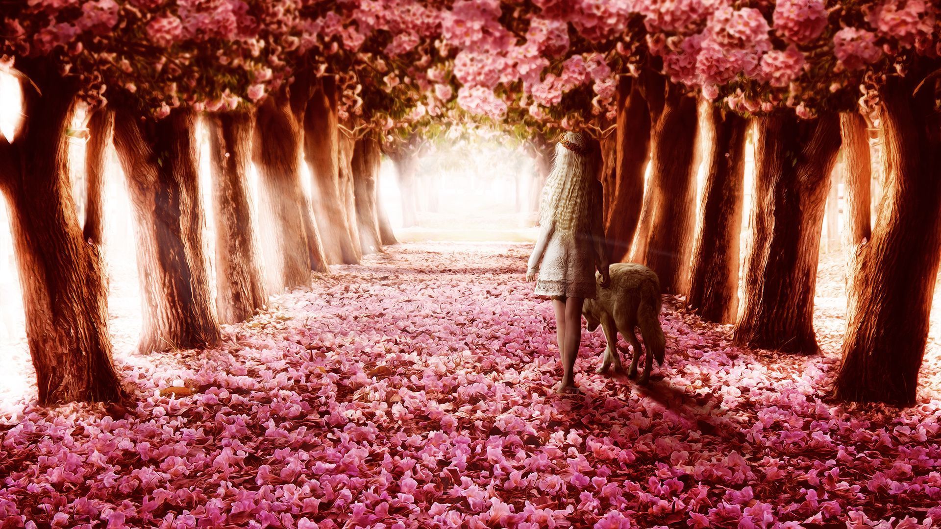 1920x1080 Flower Path Wallpaper. HD Wallpaper