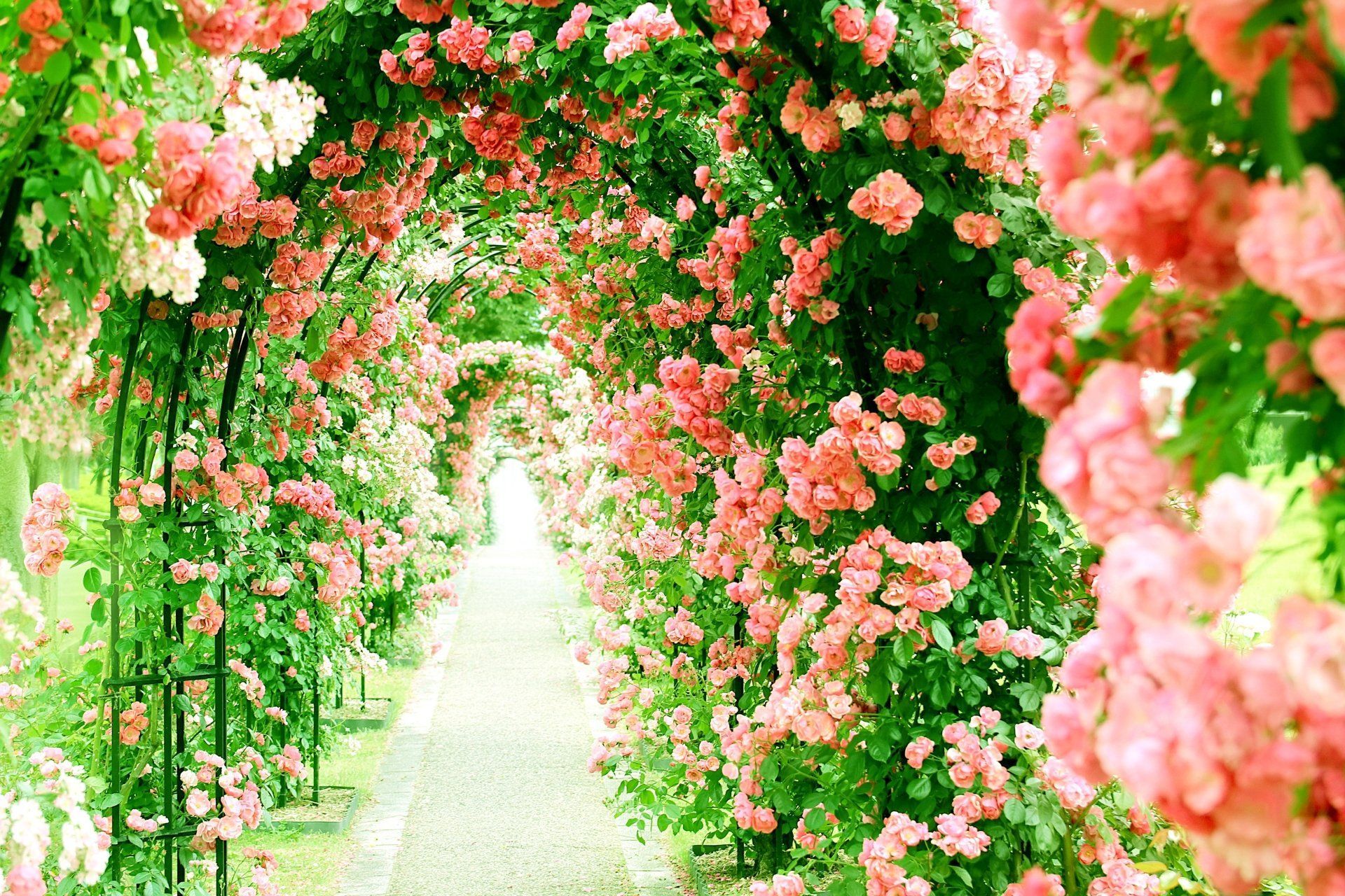 1920x1280 Pink Rose Tunnel