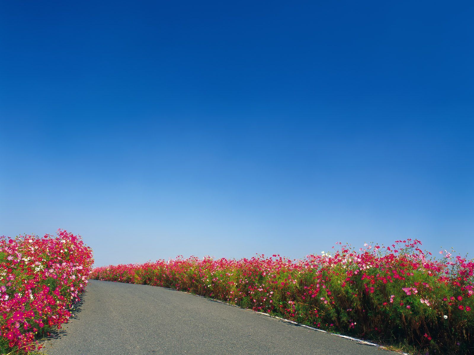 1600x1200 Download Sky Flower Man Made Road Wallpaper