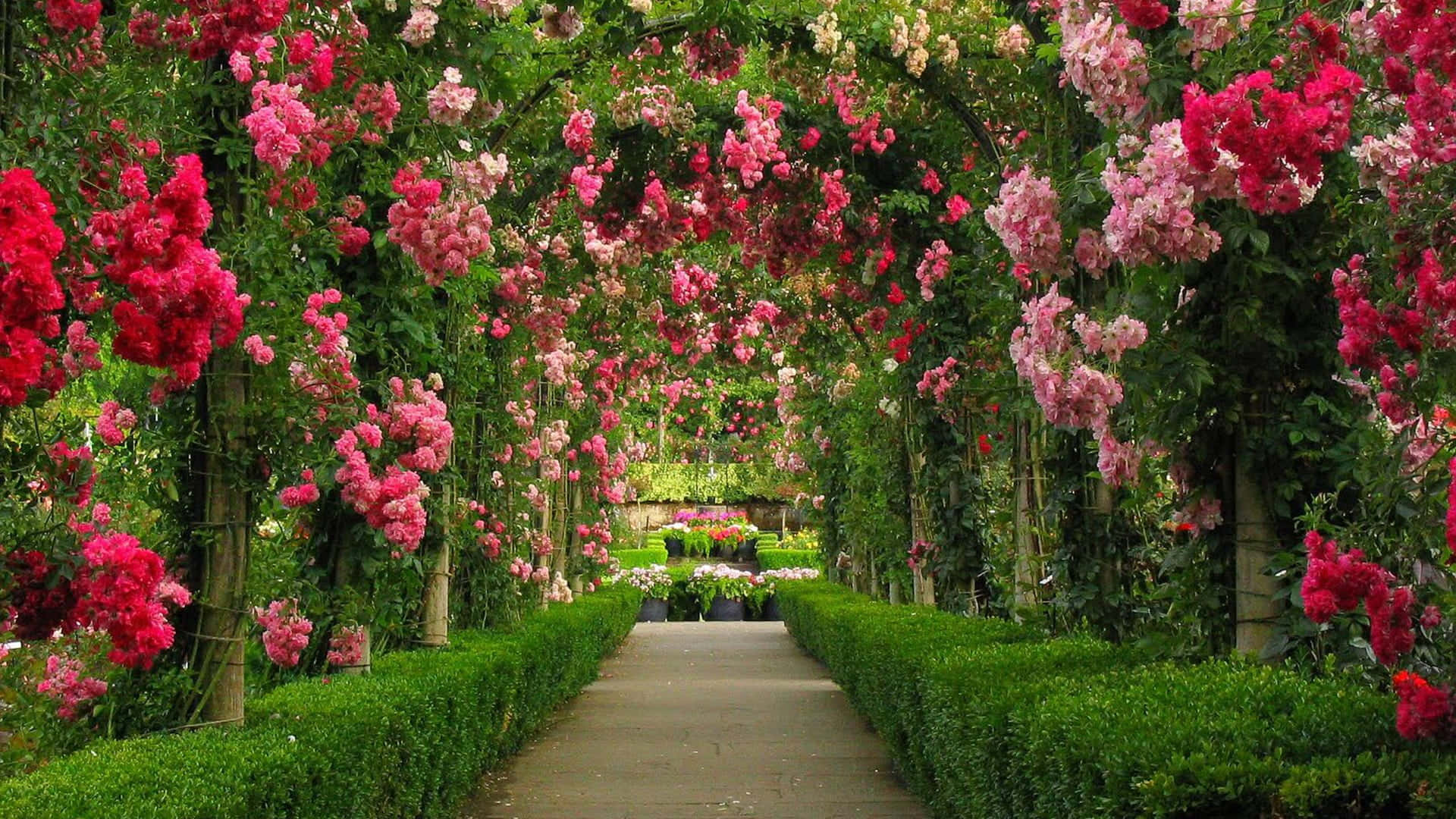 1920x1080 pink flowers and greenery