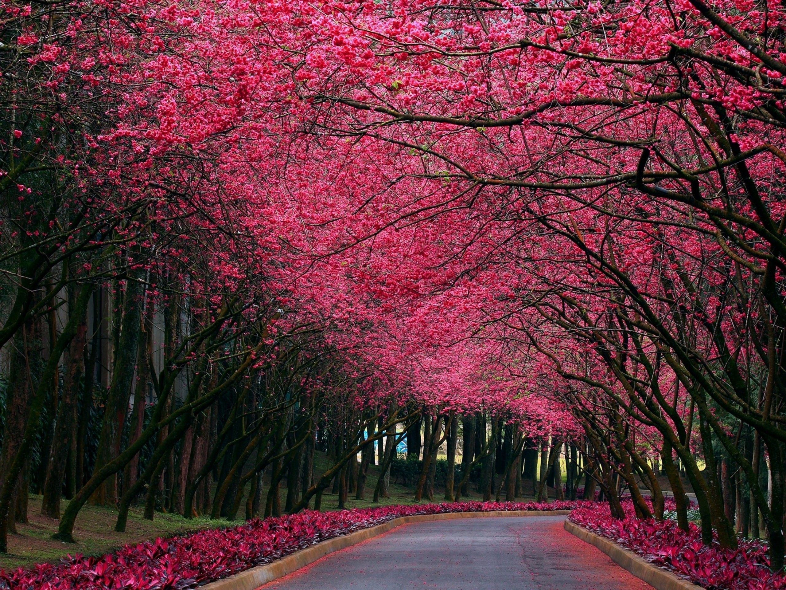 2560x1920 Pink flowers over a path in the park