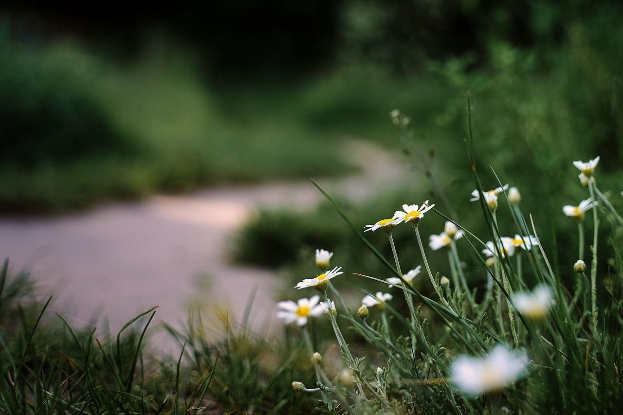 1280x853 Free Flower Path & Path Image