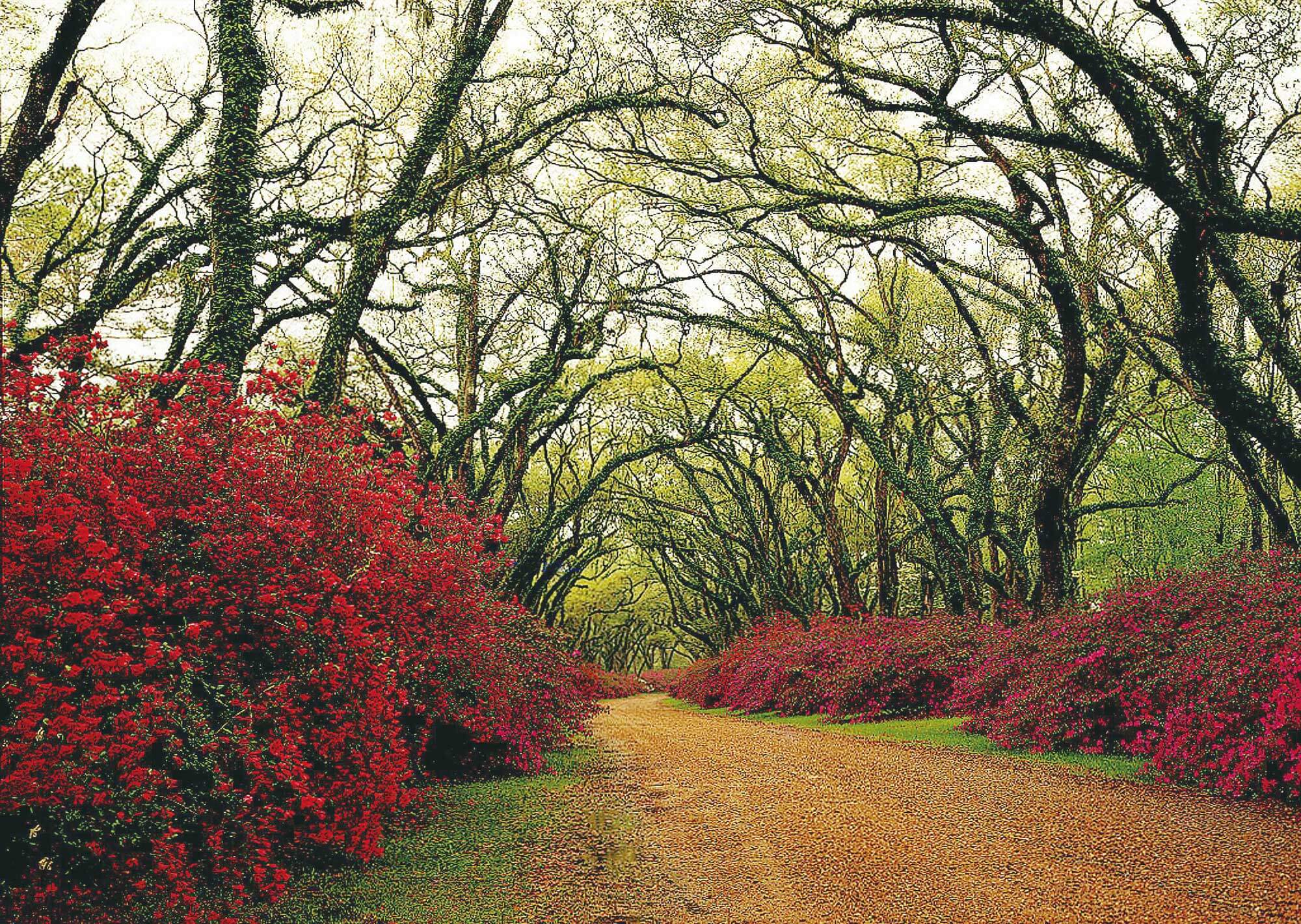 2000x1421 Red Flower Path Through Woods Mural