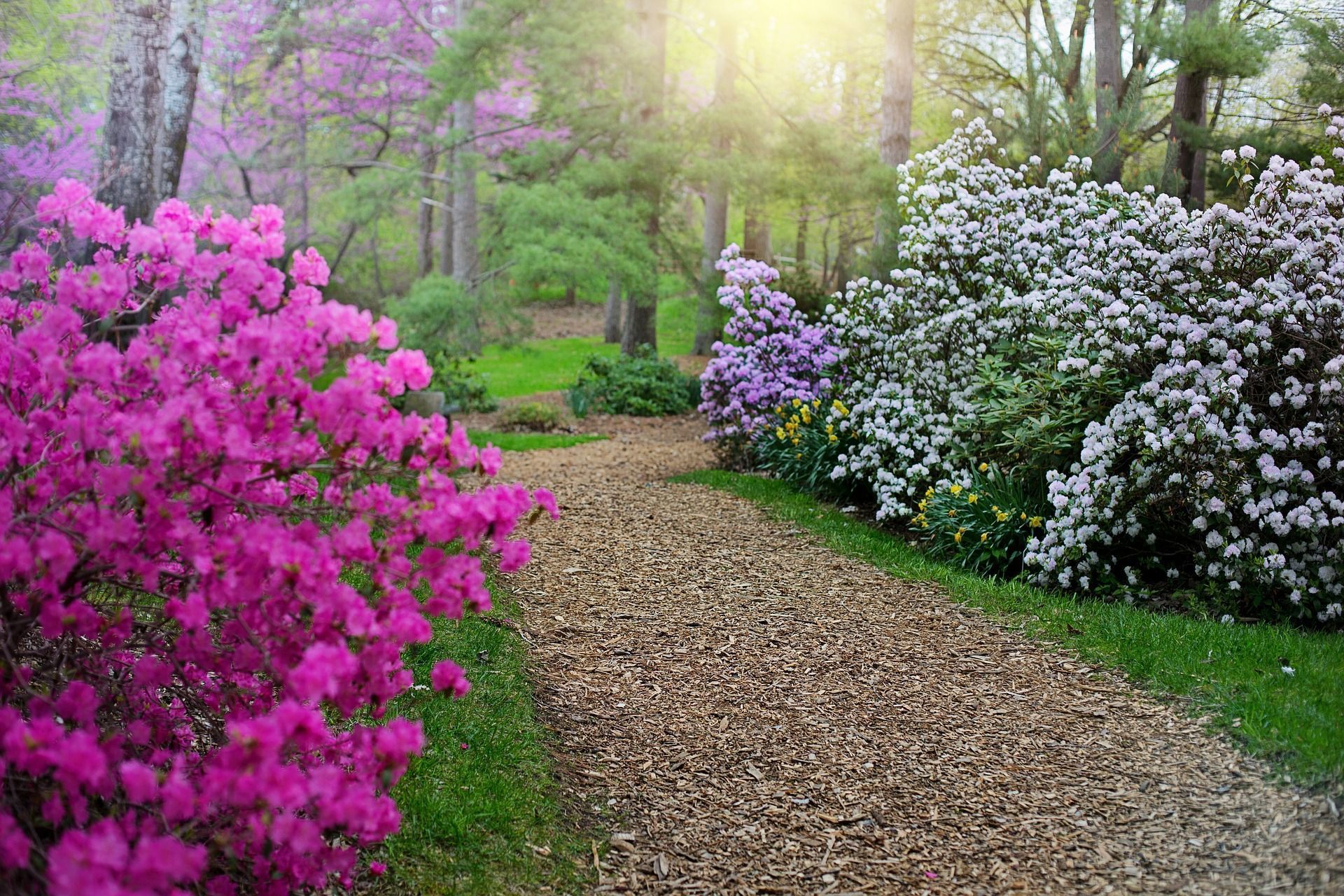 1920x1280 Flower Rhododendrun Bush Garden