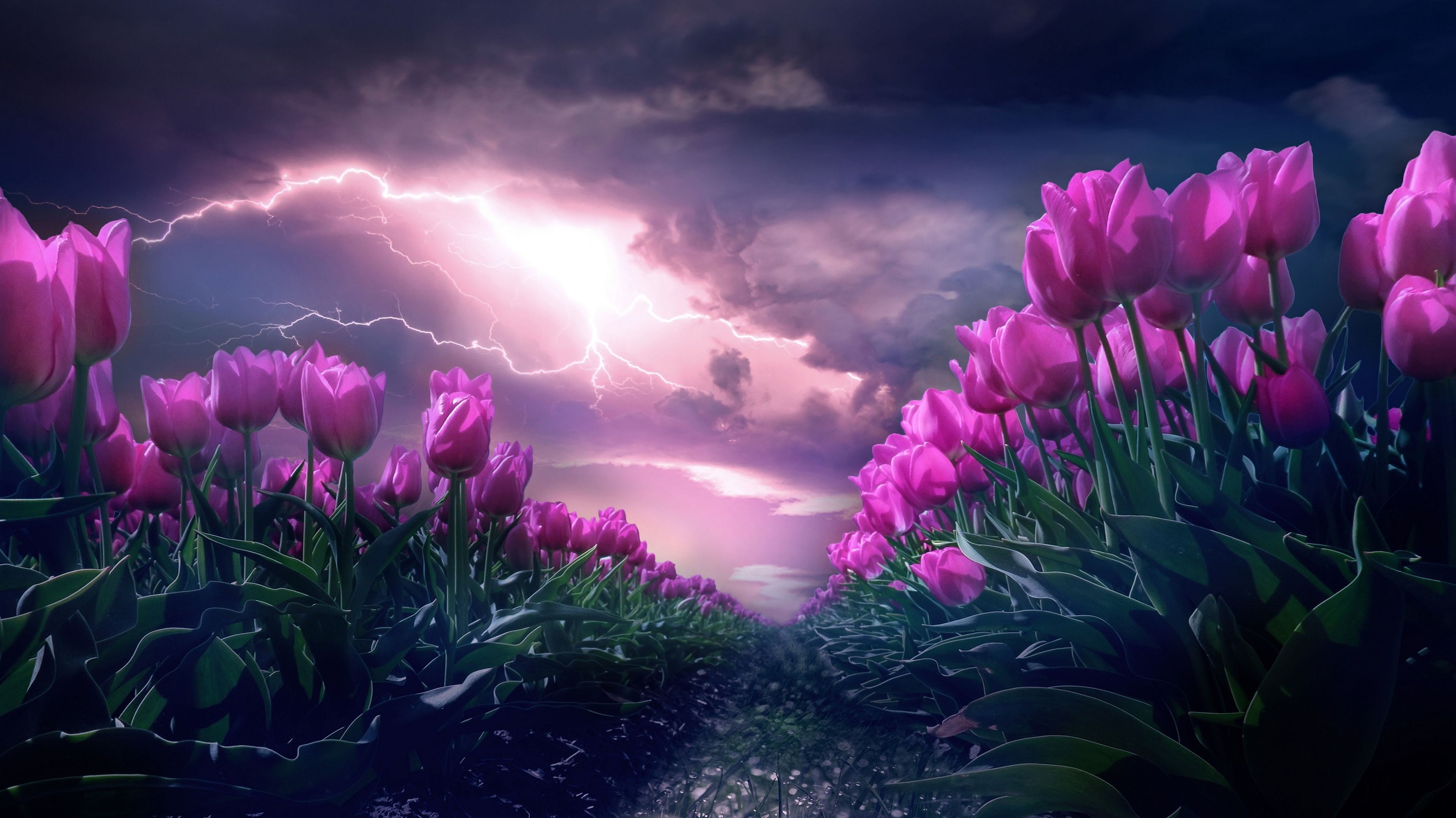 3840x2160 Pink flowers Wallpaper 4K, Path