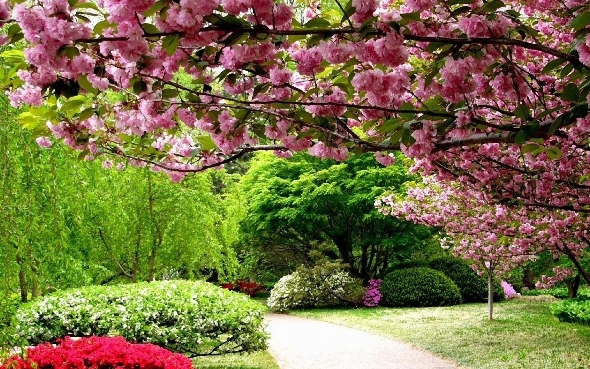 1920x1200 Spring Blossom: Serene Pink Flower Path