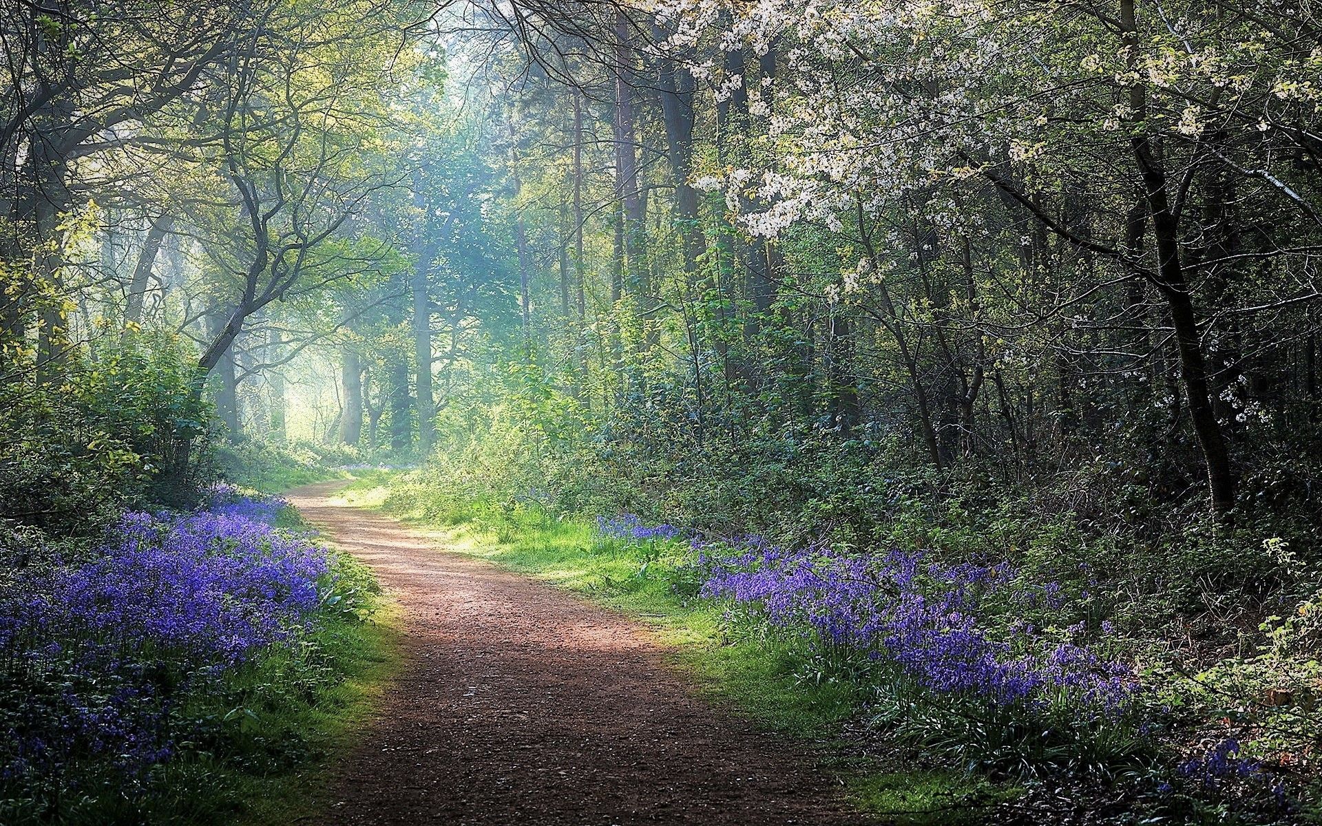 1920x1200 Mobile wallpaper: Flower, Forest, Fog