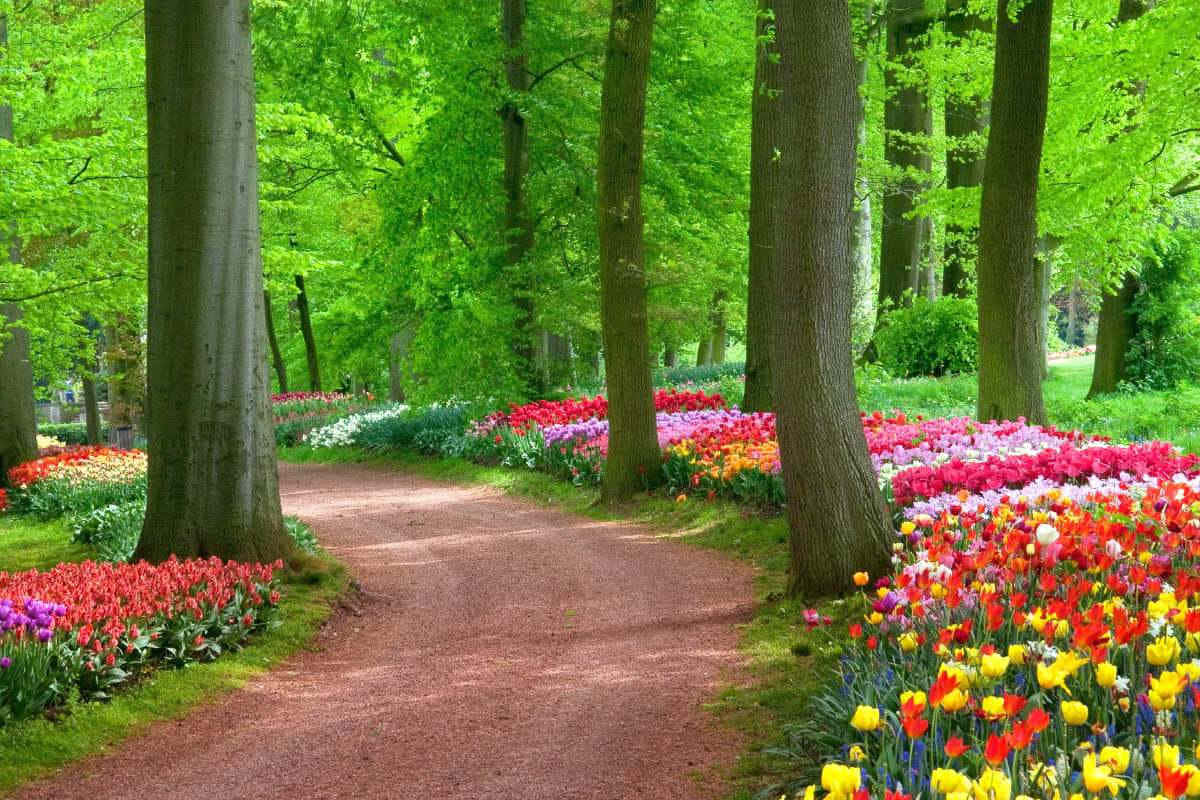 1200x800 Colorful Flowers Landscape Picture