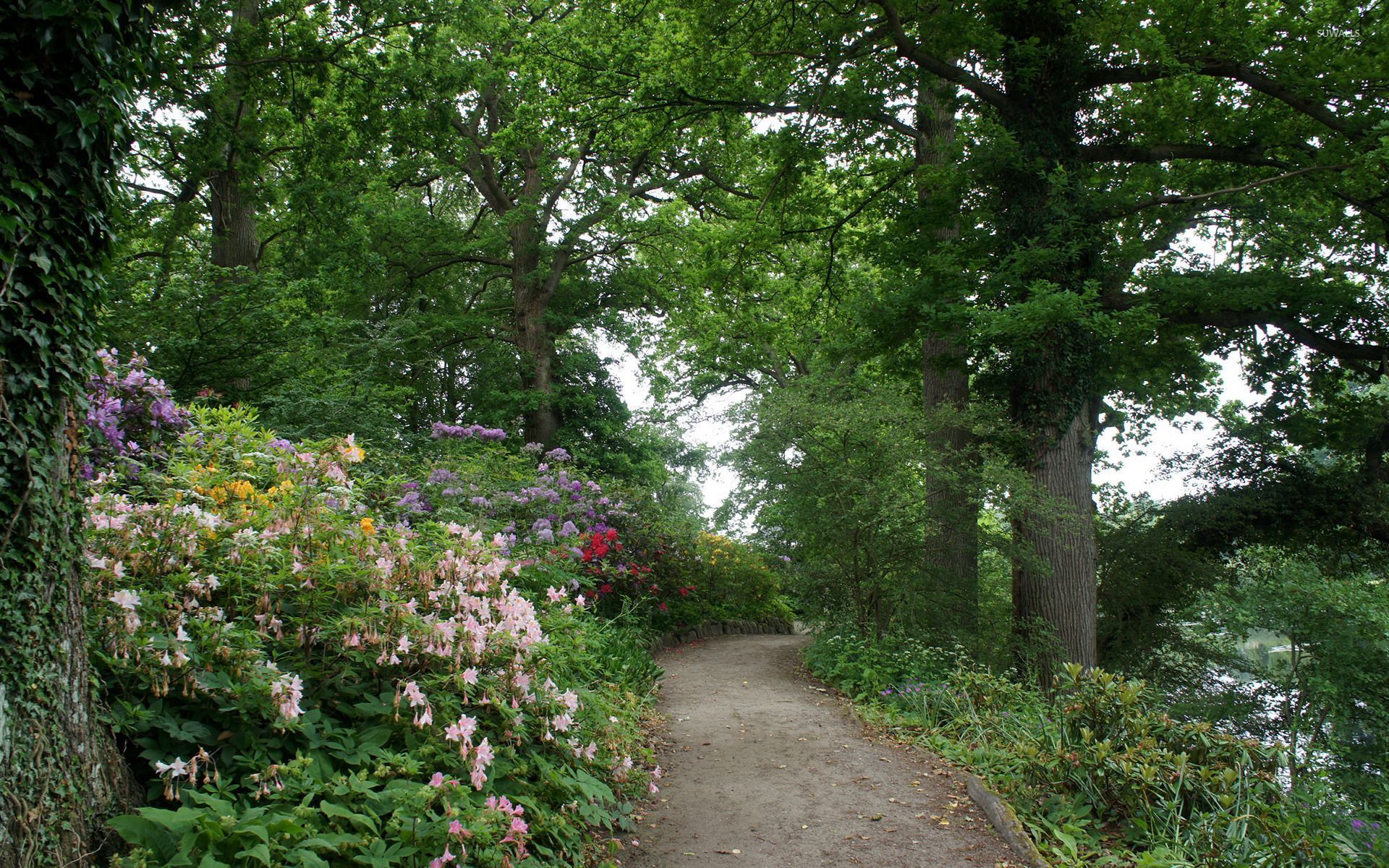 1920x1200 Flowers on the forest path wallpaper