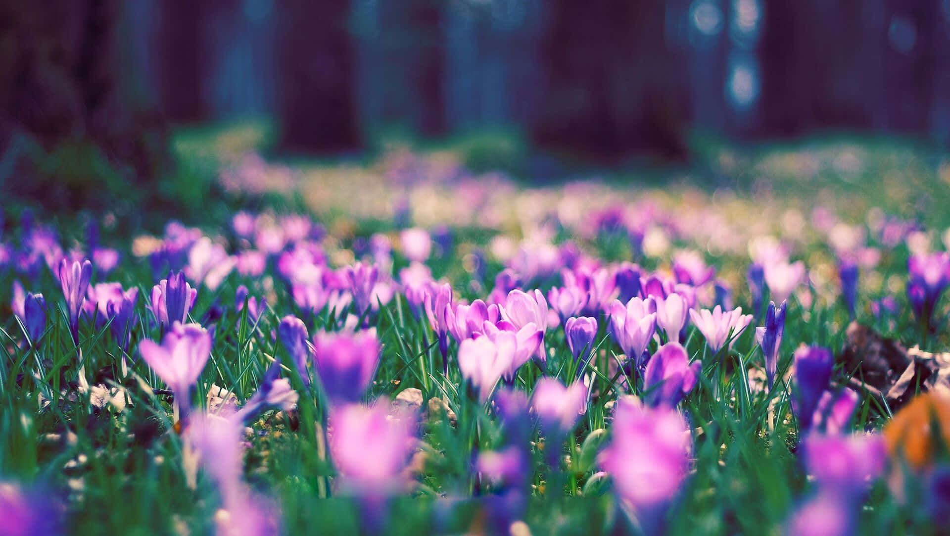 1920x1083 Download Majestic&Colorful Flowers