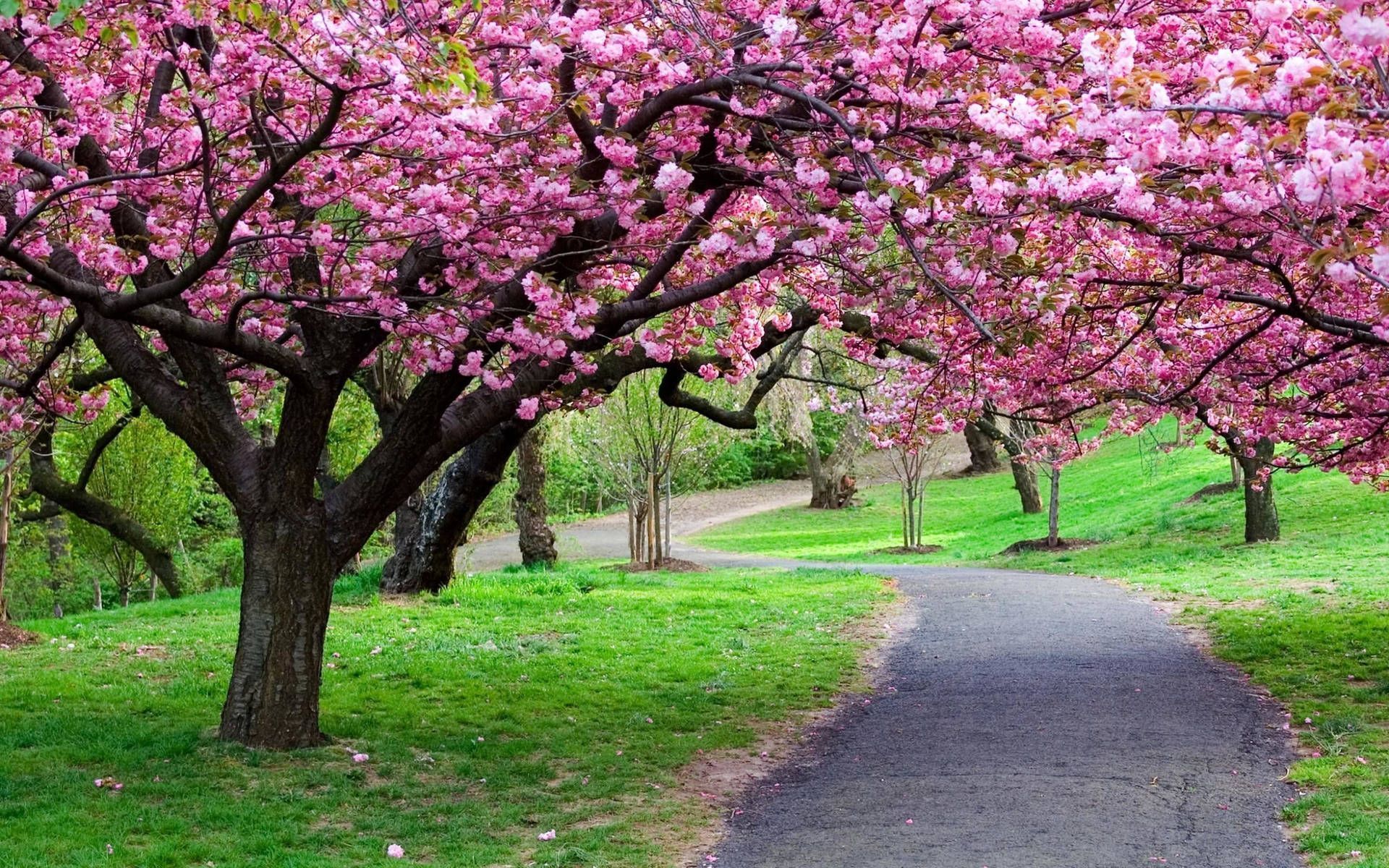 1920x1200 Sakura Flower Tree Path Wallpaper