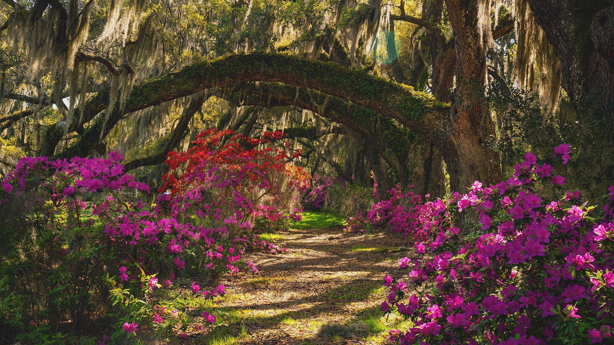 2048x1152 Flower Path HD Wallpaper