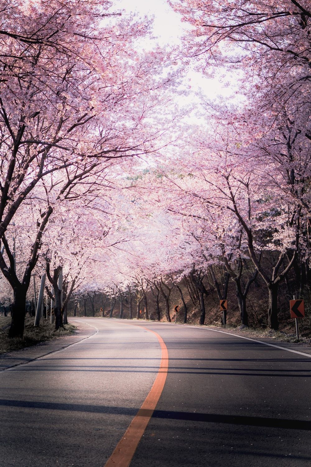 1000x1500 Flower Road Wallpaper