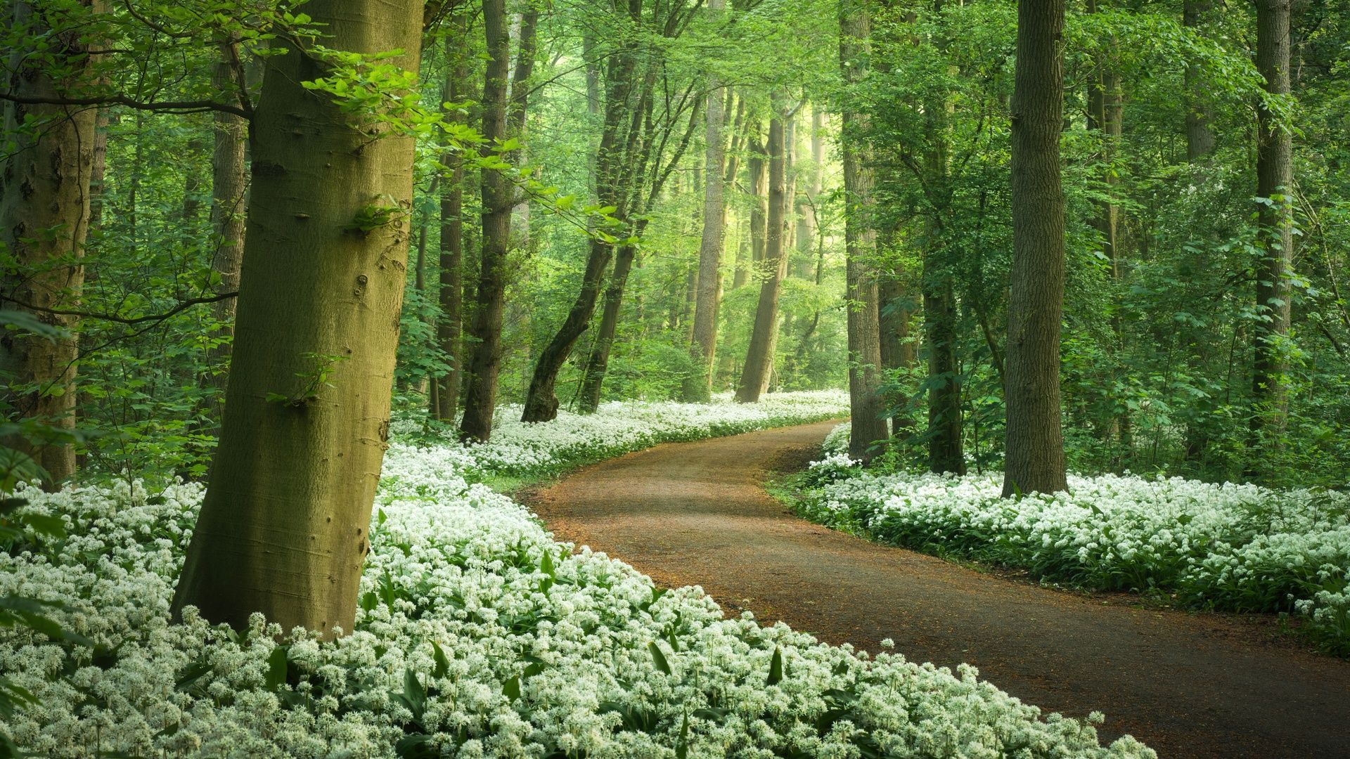 1920x1080 Forest path Wallpaper 4K, White flowers