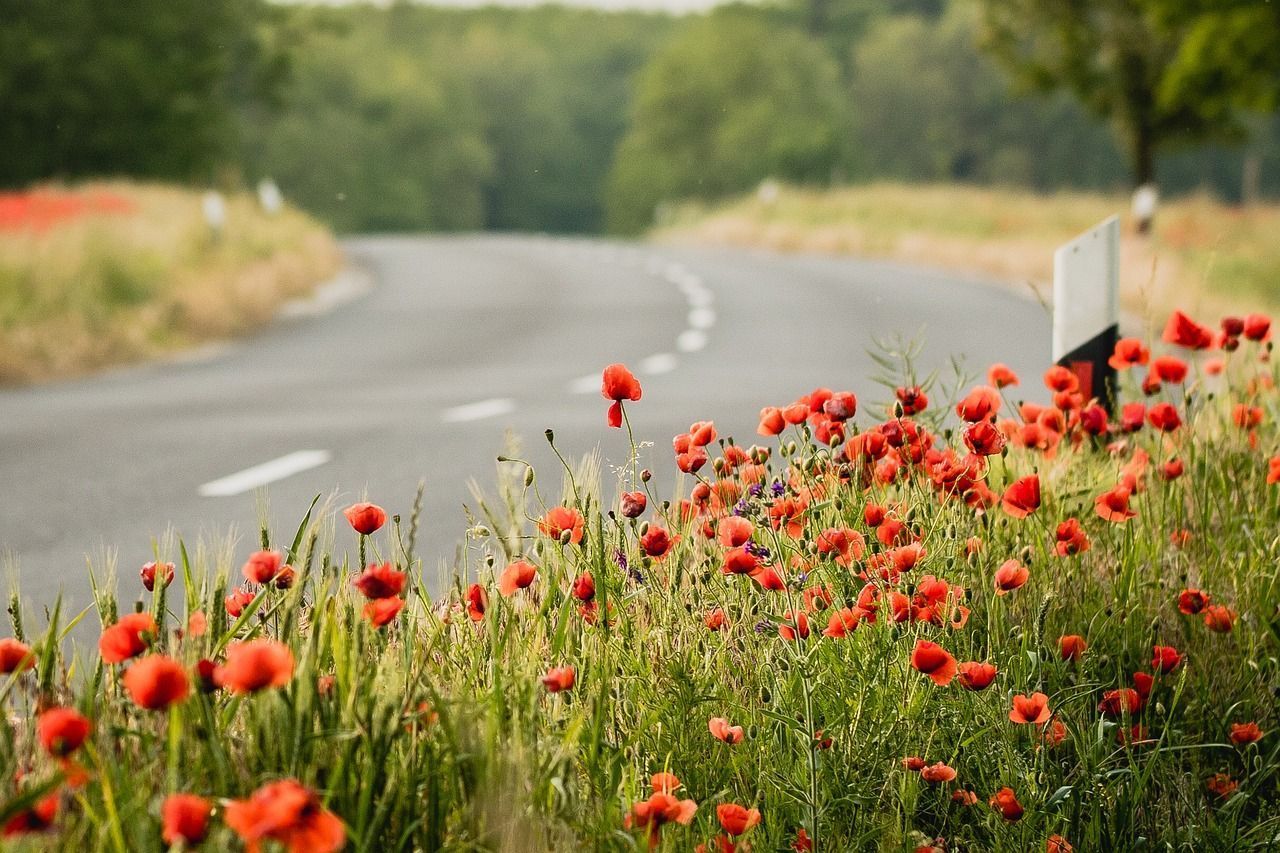 1280x853 Flowers Meadow Road