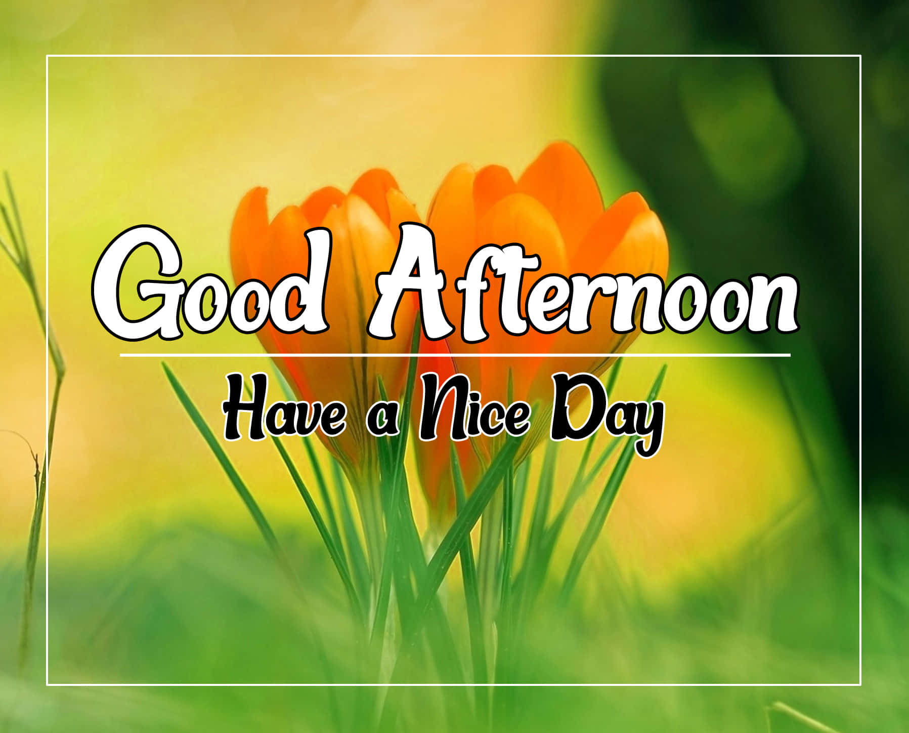 1797x1448 Good Afternoon Picture