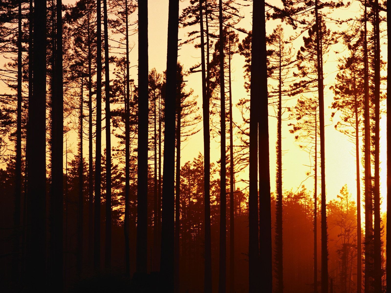 1600x1200 Duskwood Sunset Ilumina O Woods
