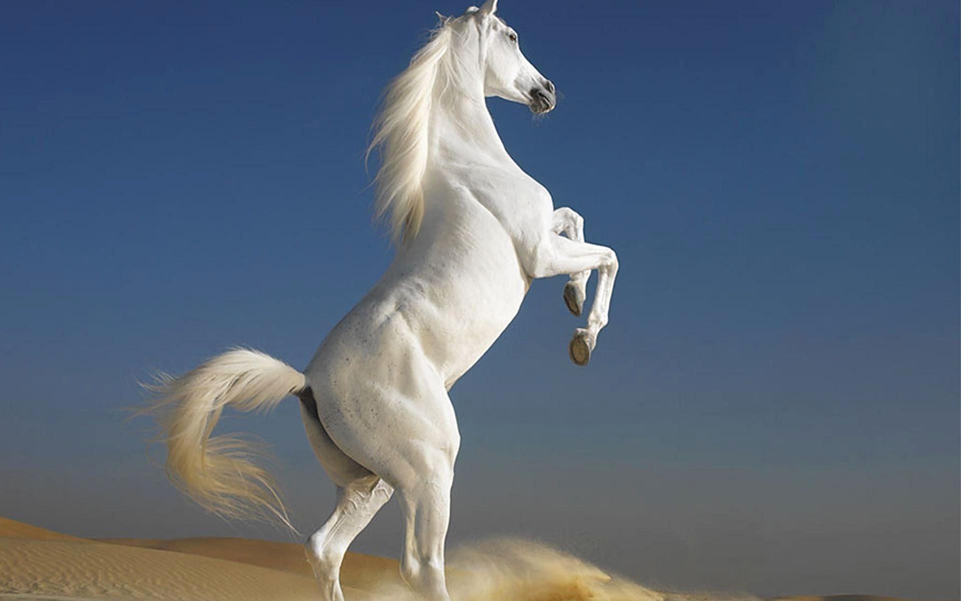 1920x1200 Beautiful Horse Wallpaper