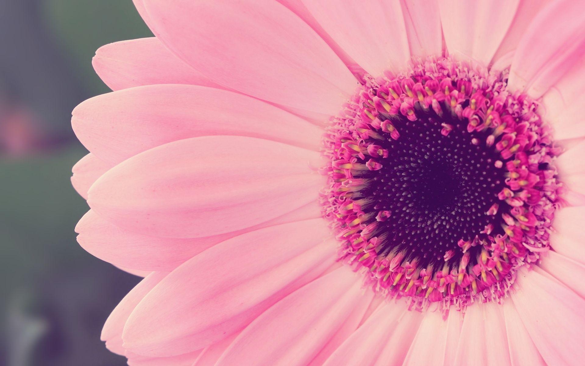 Beautiful Pink Flower Wallpapers  Top Free Beautiful Pink Flower  Backgrounds  WallpaperAccess