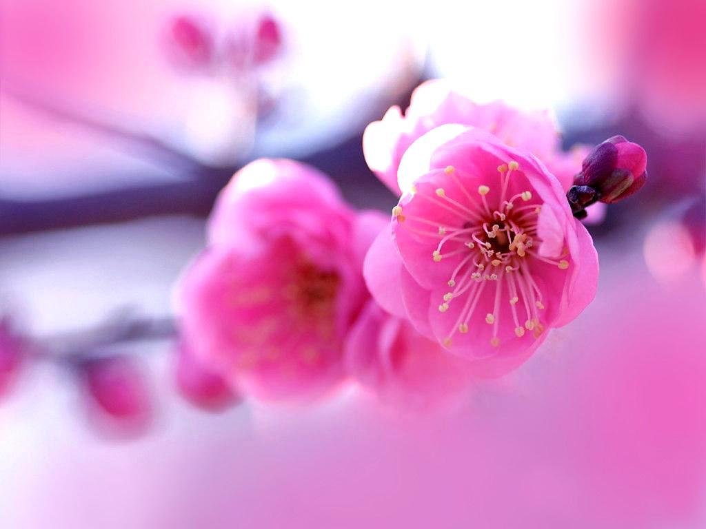 1024x768 Hot Pink Flower Wallpaper