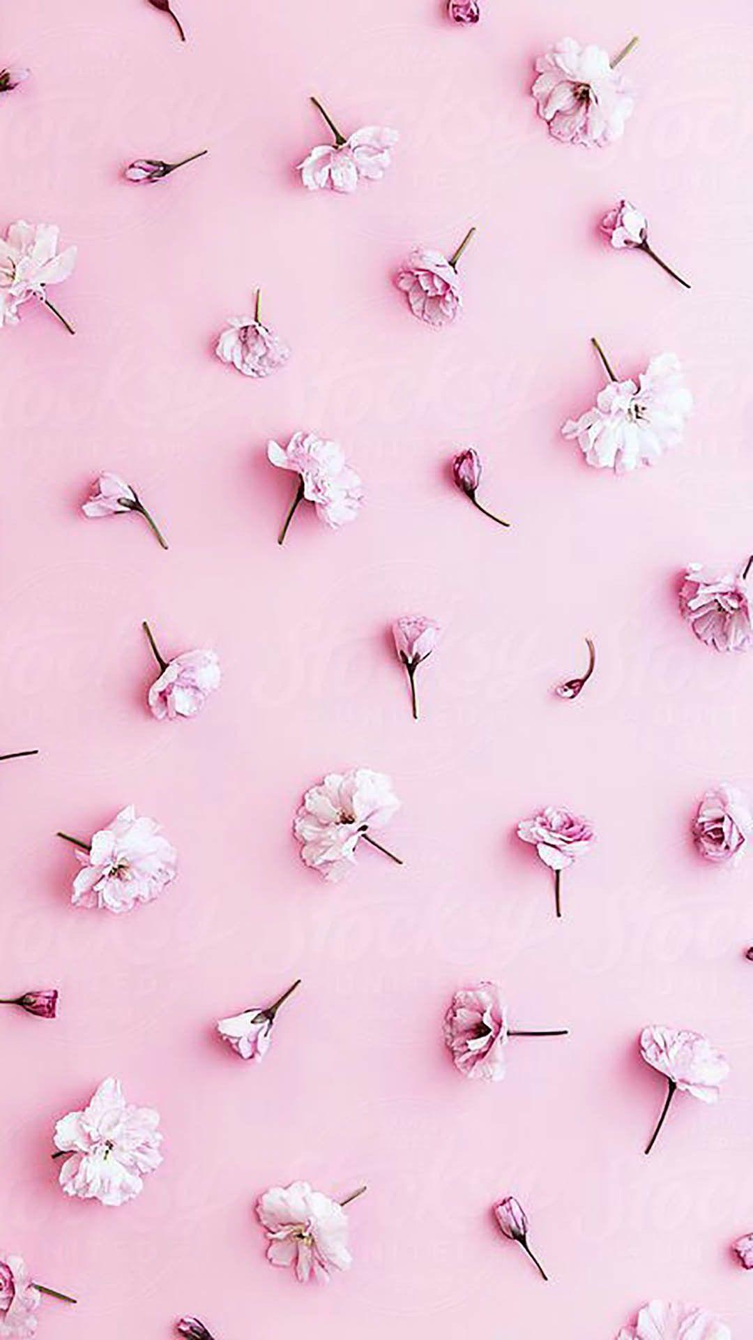 Pastel Pink Flower Wallpapers - Top Free Pastel Pink Flower Backgrounds