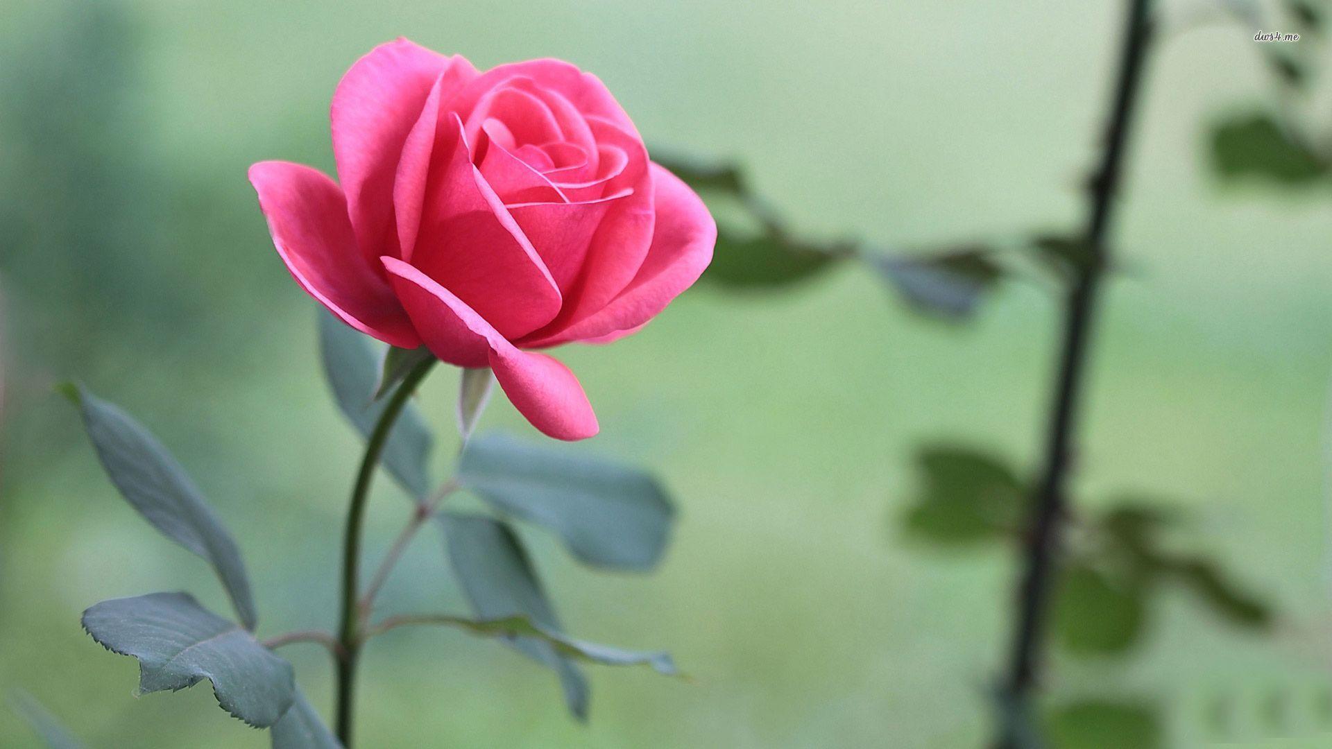 1920x1080 Beautiful pink rose wallpaper wallpaper