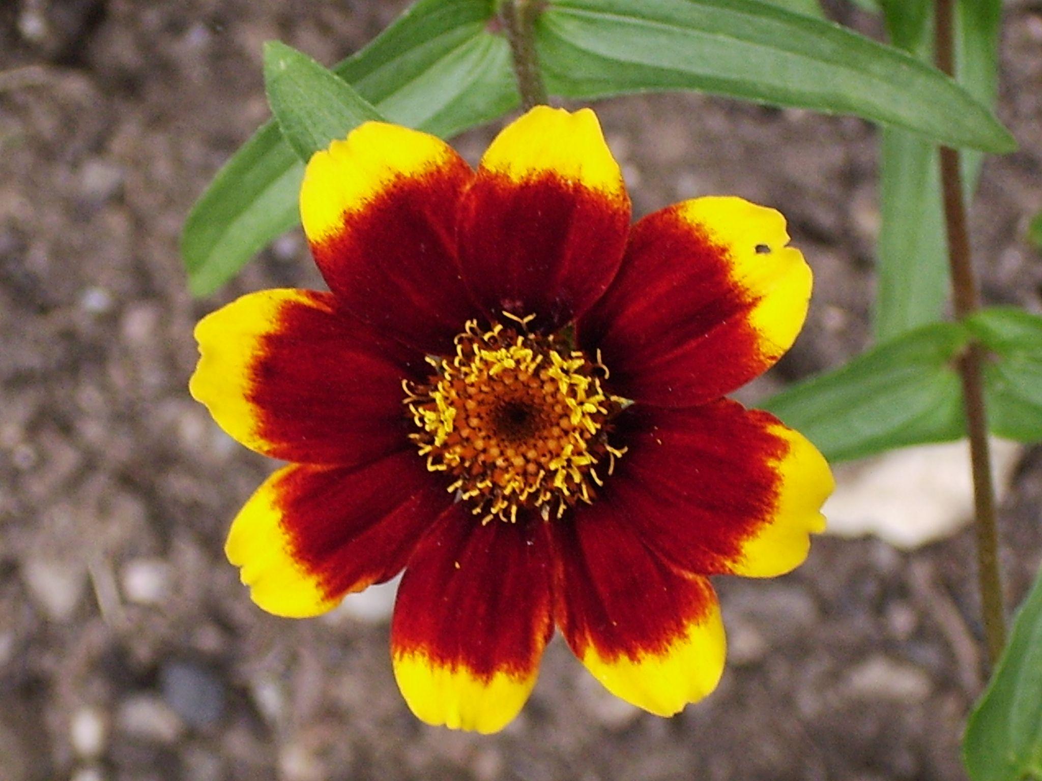 Red and Yellow Flowers Wallpapers - Top Free Red and Yellow Flowers ...