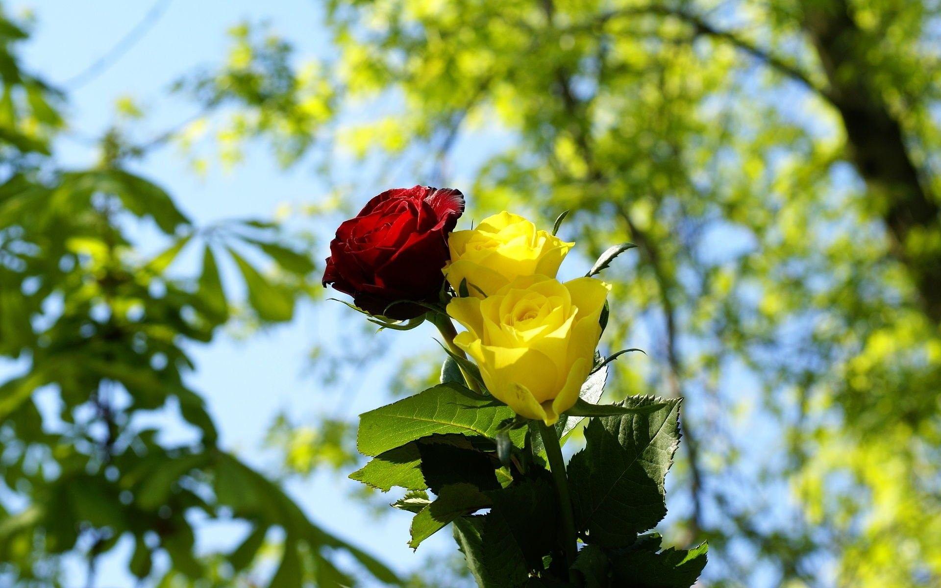 Red and Yellow Flowers Wallpapers Top Free Red and Yellow Flowers
