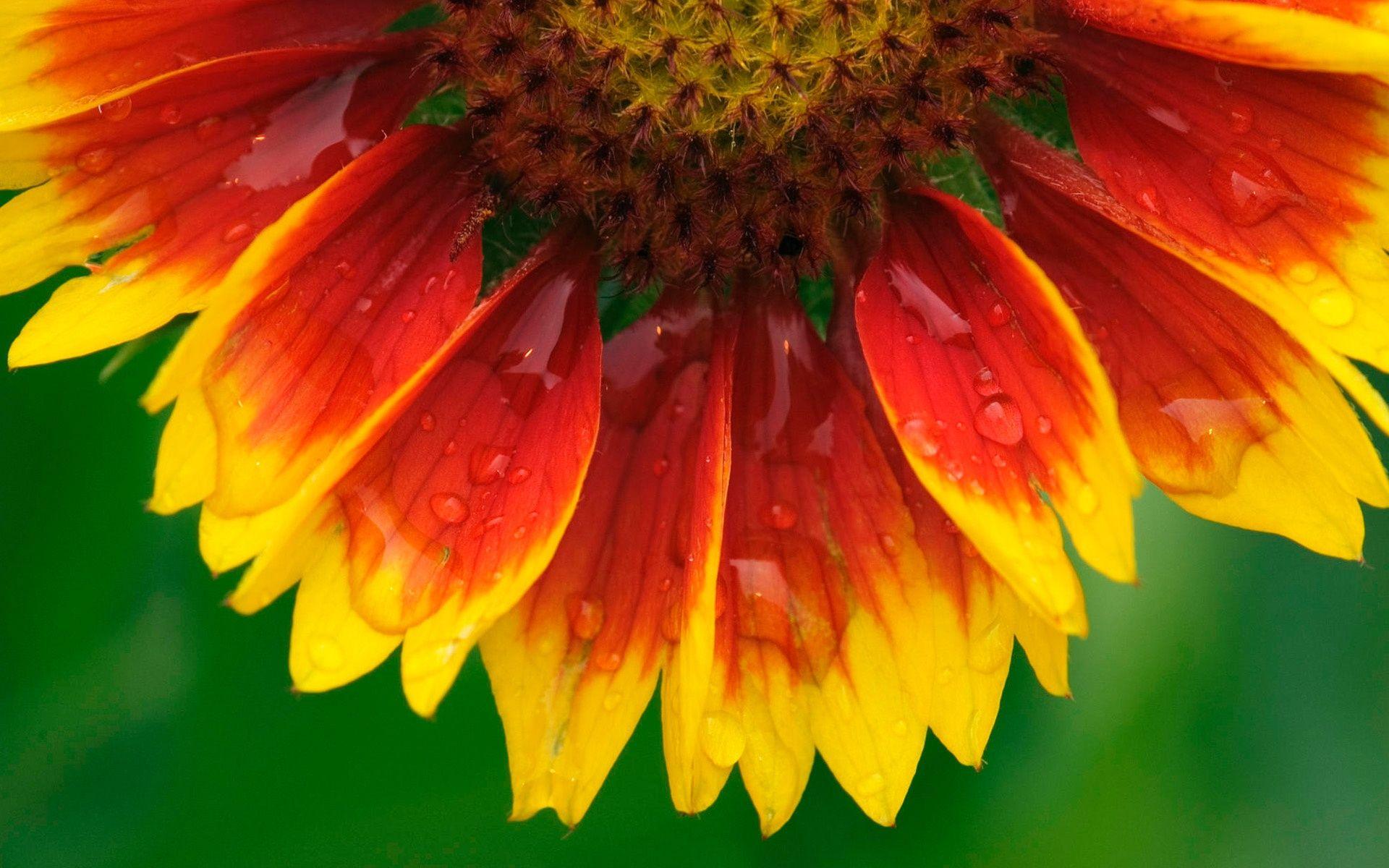 1920x1200 Blanket Flower Wallpaper in jpg format for free download
