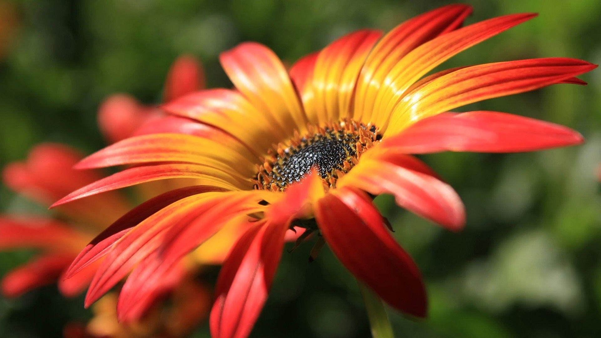 1920x1080 Yellow red flower macro wallpaperx1080