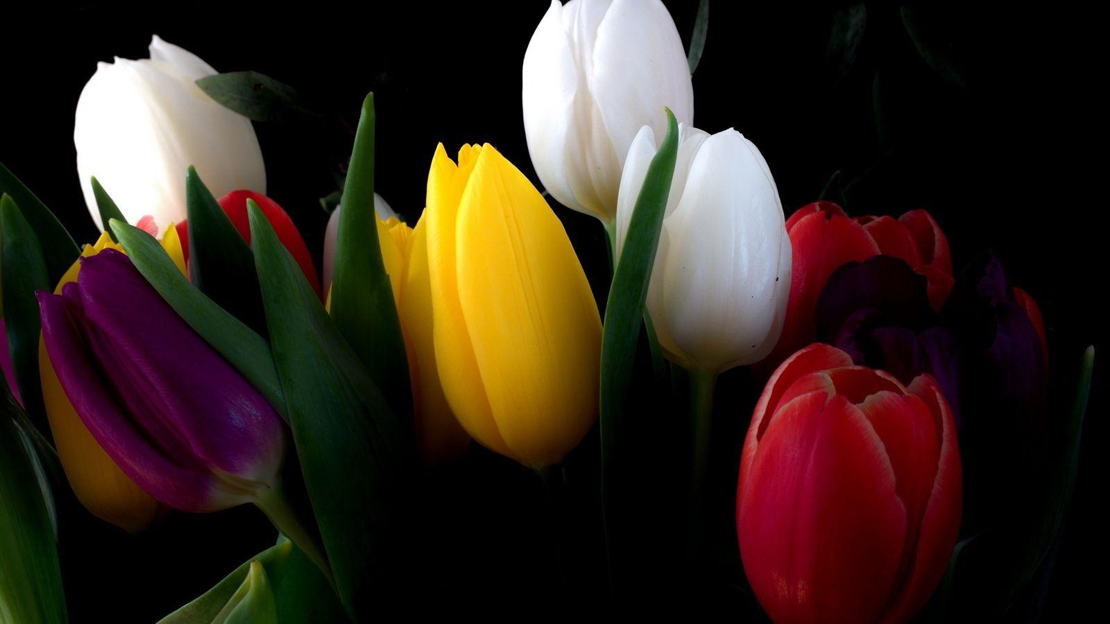 1600x900 Wallpaper White, yellow, red, tulip flowers 2560x1600 HD