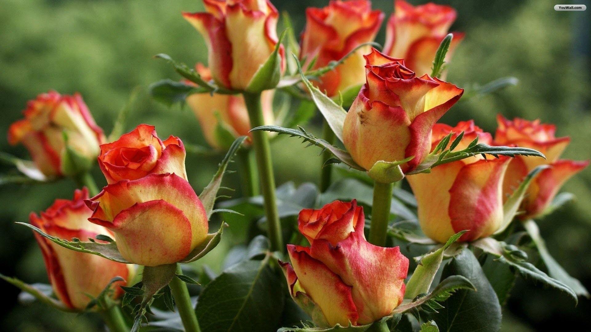 1920x1080 Red And Yellow Rose Image HD