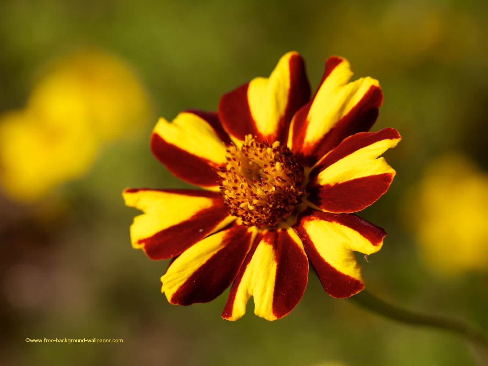 1600x1200 deep red and yellow flower Flower Desktop Wallpaper