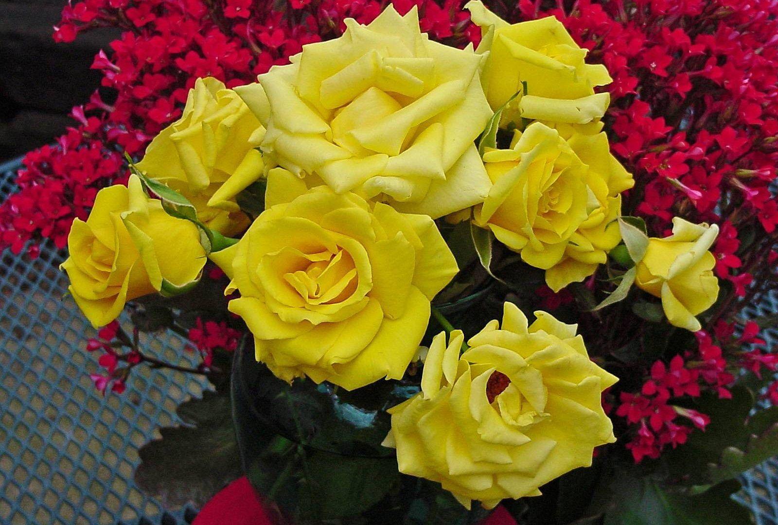 1600x1080 Beautiful Roses Wallpaper Free Download Rose, HD