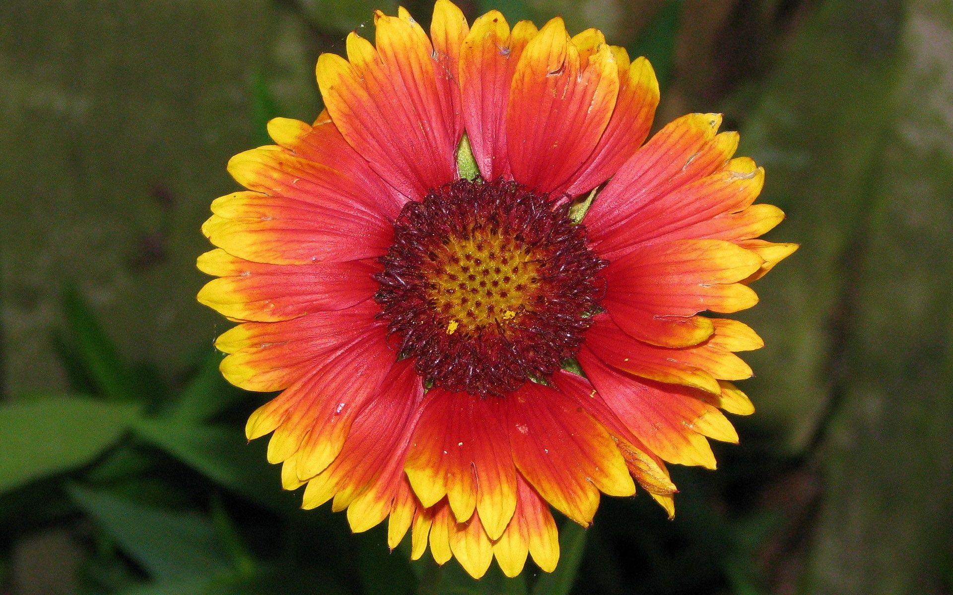 1920x1200 Free download Red And Yellow Flowers wallpaper 702250