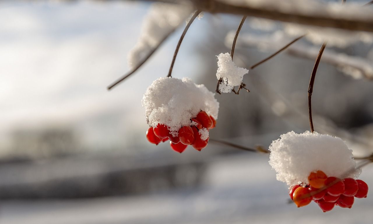 1280x770 First Snow Beauty