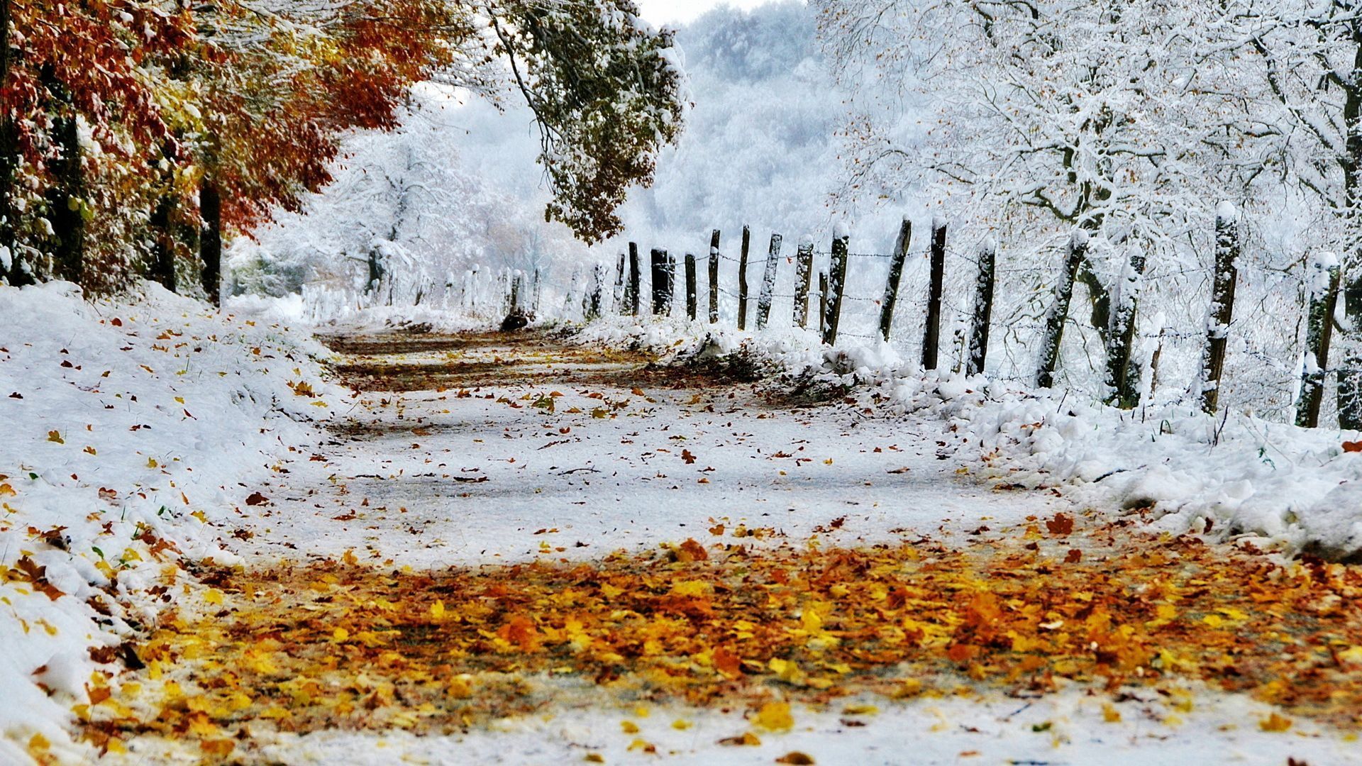 1920x1080 First Snow Wallpaper