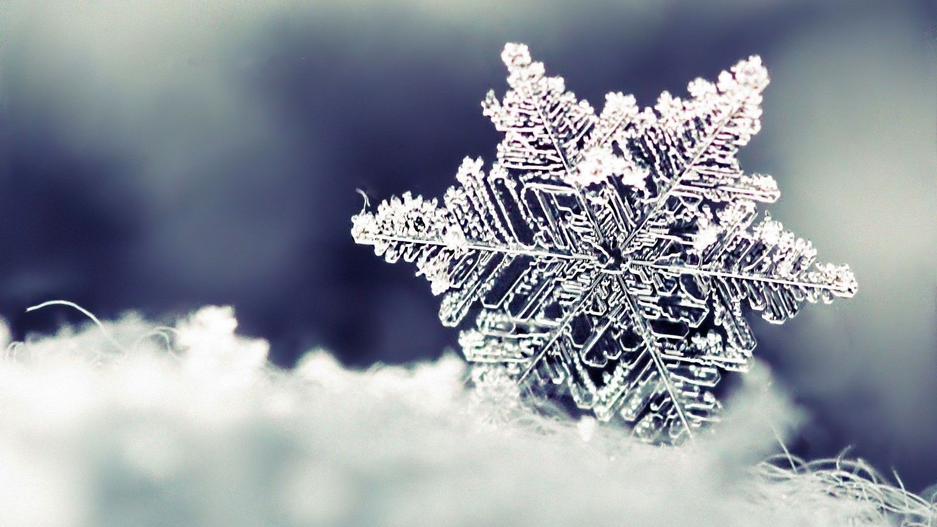 1920x1080 First Snow Wallpaper